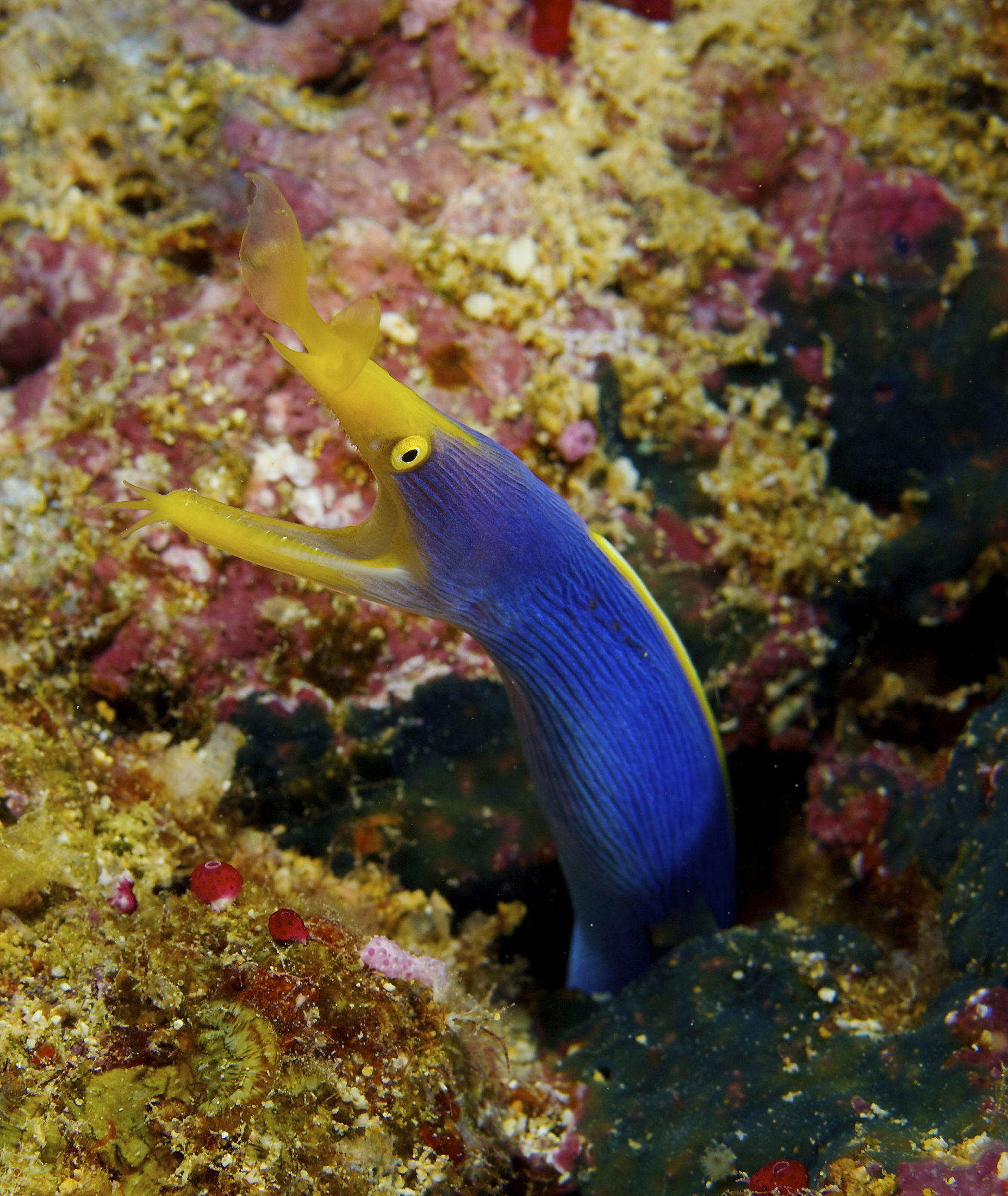 Rhinomuraena quaesita Ribbon Eel