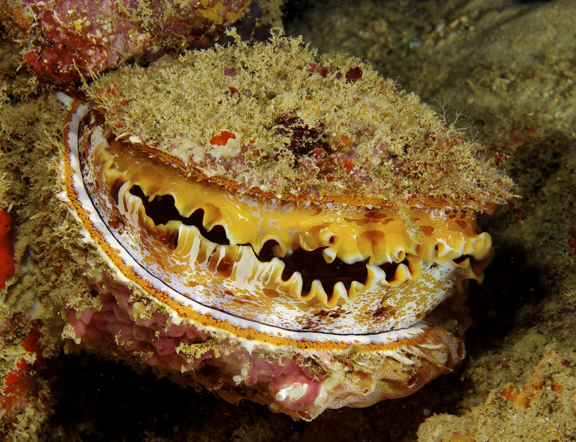 Spondylus varius Thorny Oyster