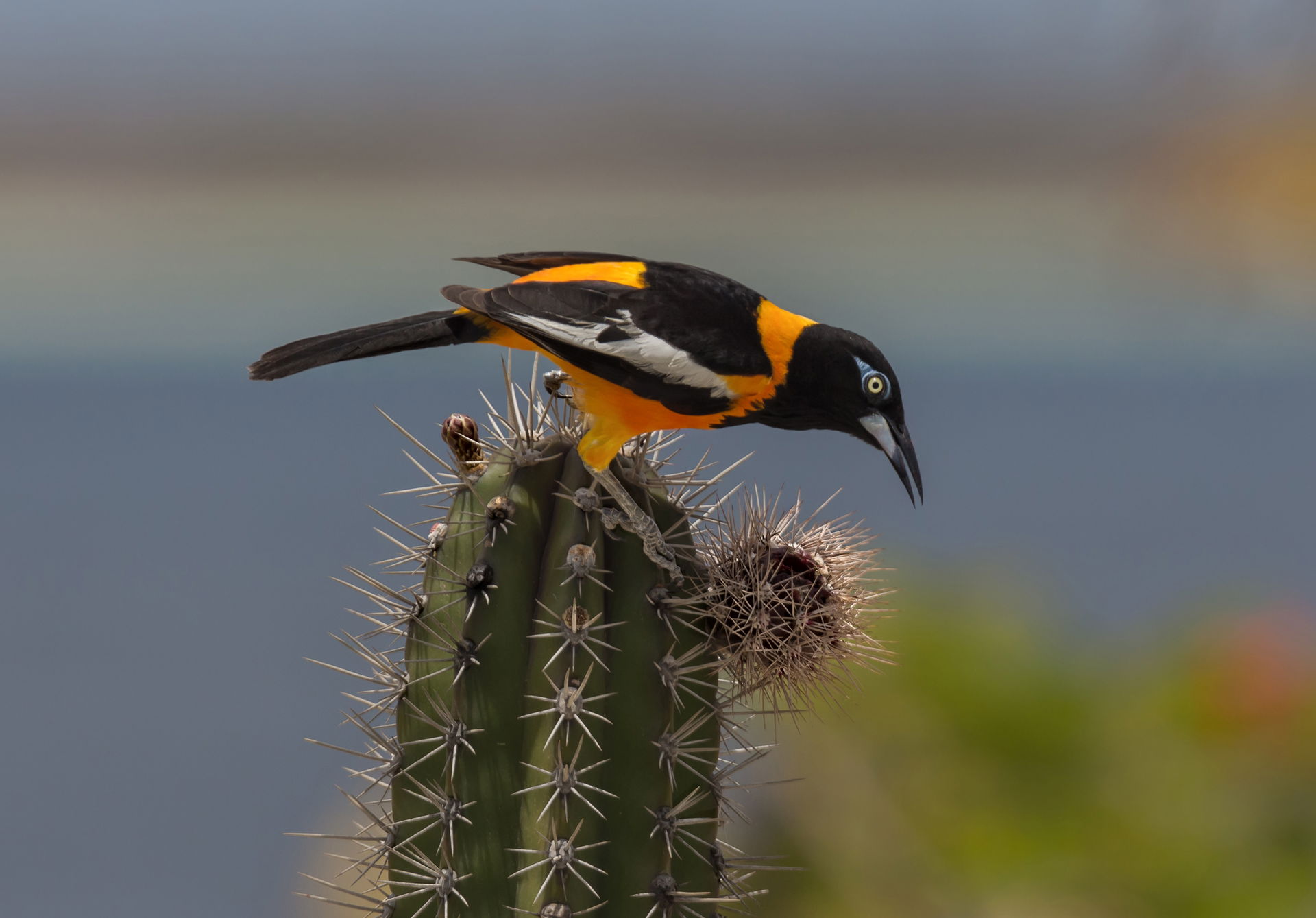 Venezuelan troupial (Icterus icterus) eating the flower of a Pi…