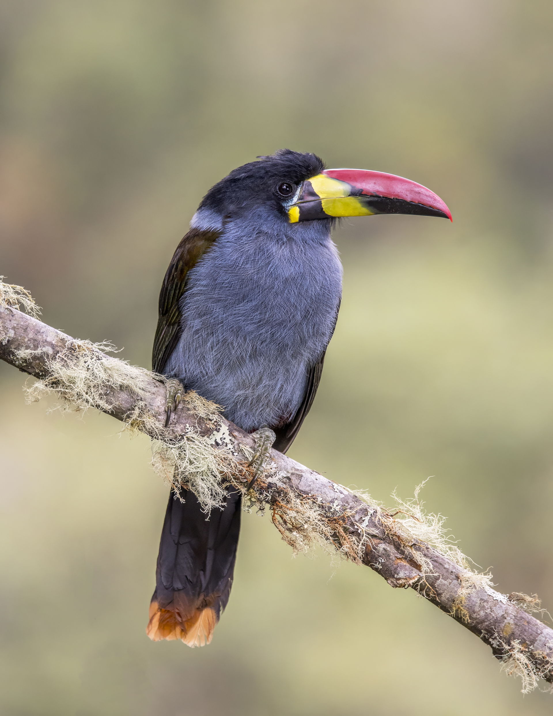 Grey-breasted mountain toucan (Andigena hypoglauca hypoglauca),…