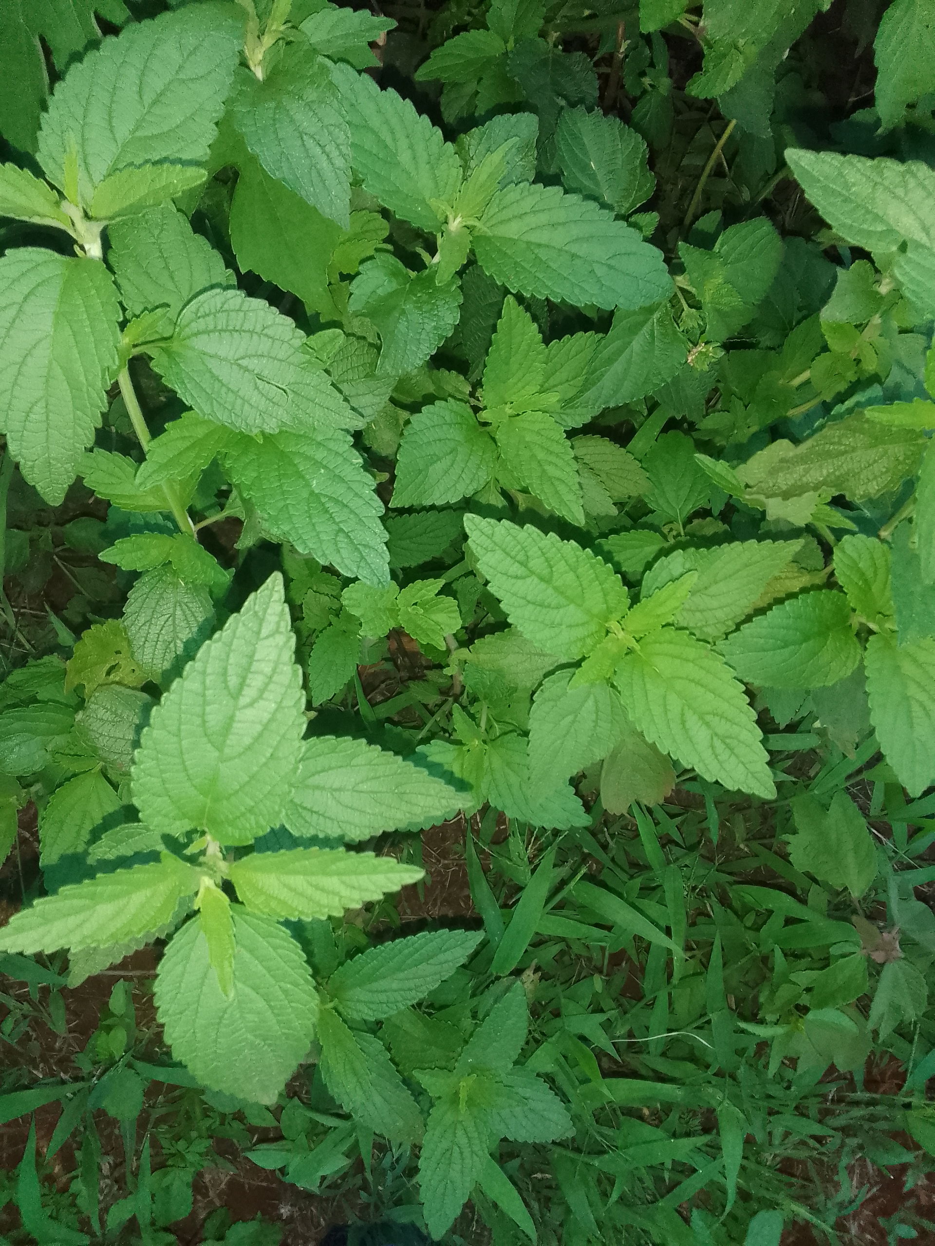 It's short bushy and lively..with a very strong smell which my …