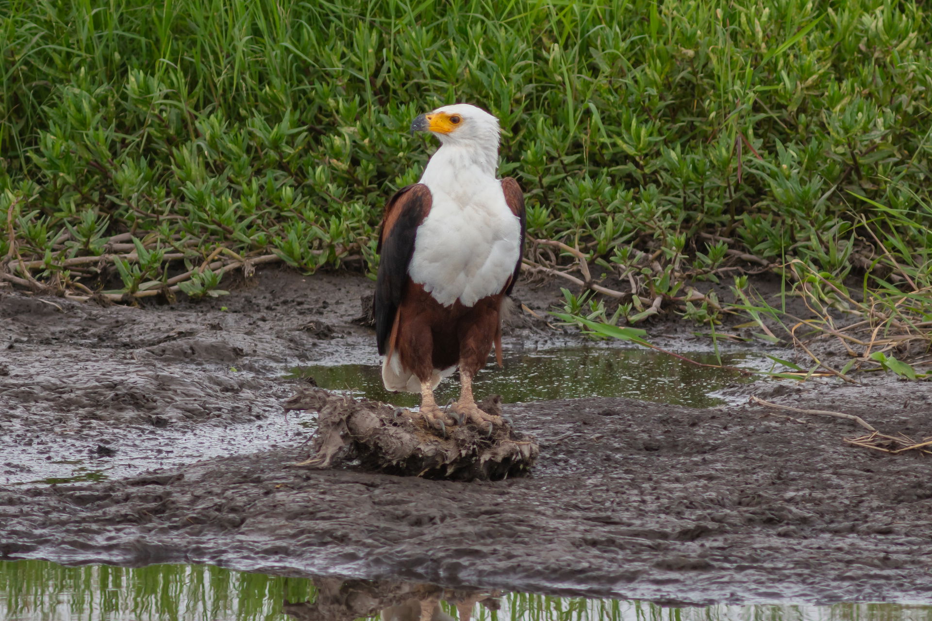 African fish eagle (Haliaeetus vocifer), Amboseli National Park…