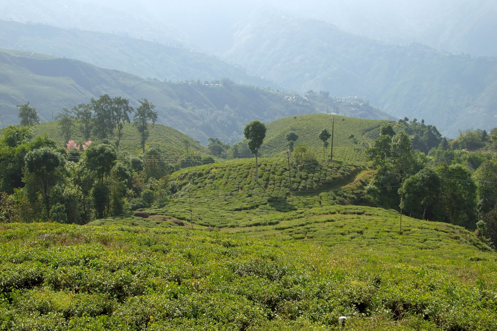 Tea plantations in Darjeeling, West Bengal, India. Darjeeling i…