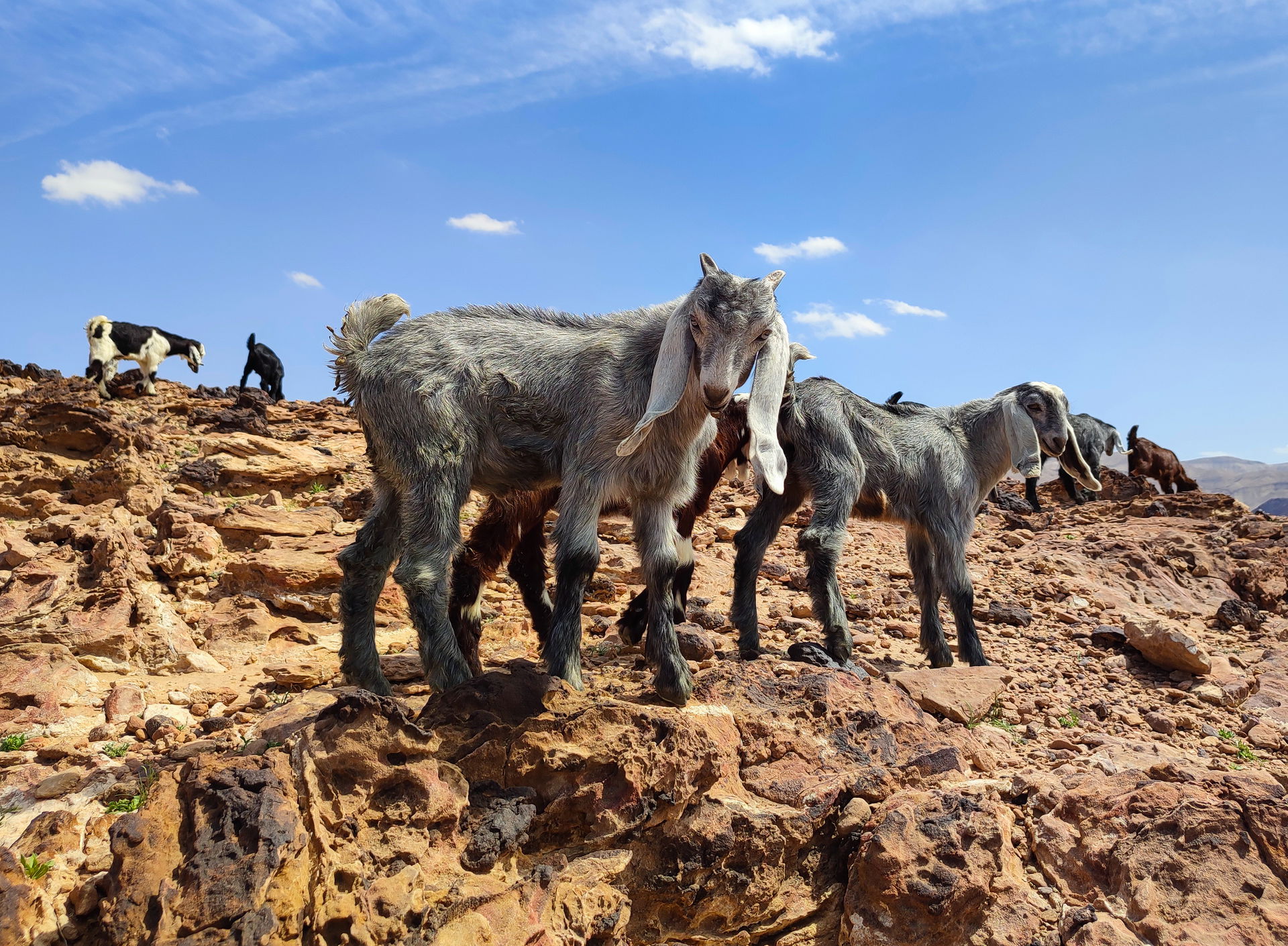 A herd of goats in the Jordanian desert near Dead Sea