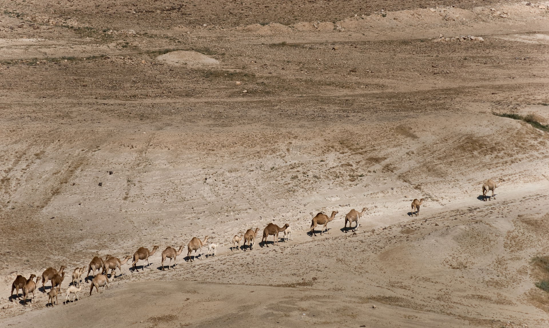 Camels convoy in Jordan Rift Valley, in occupied West Bank, May…