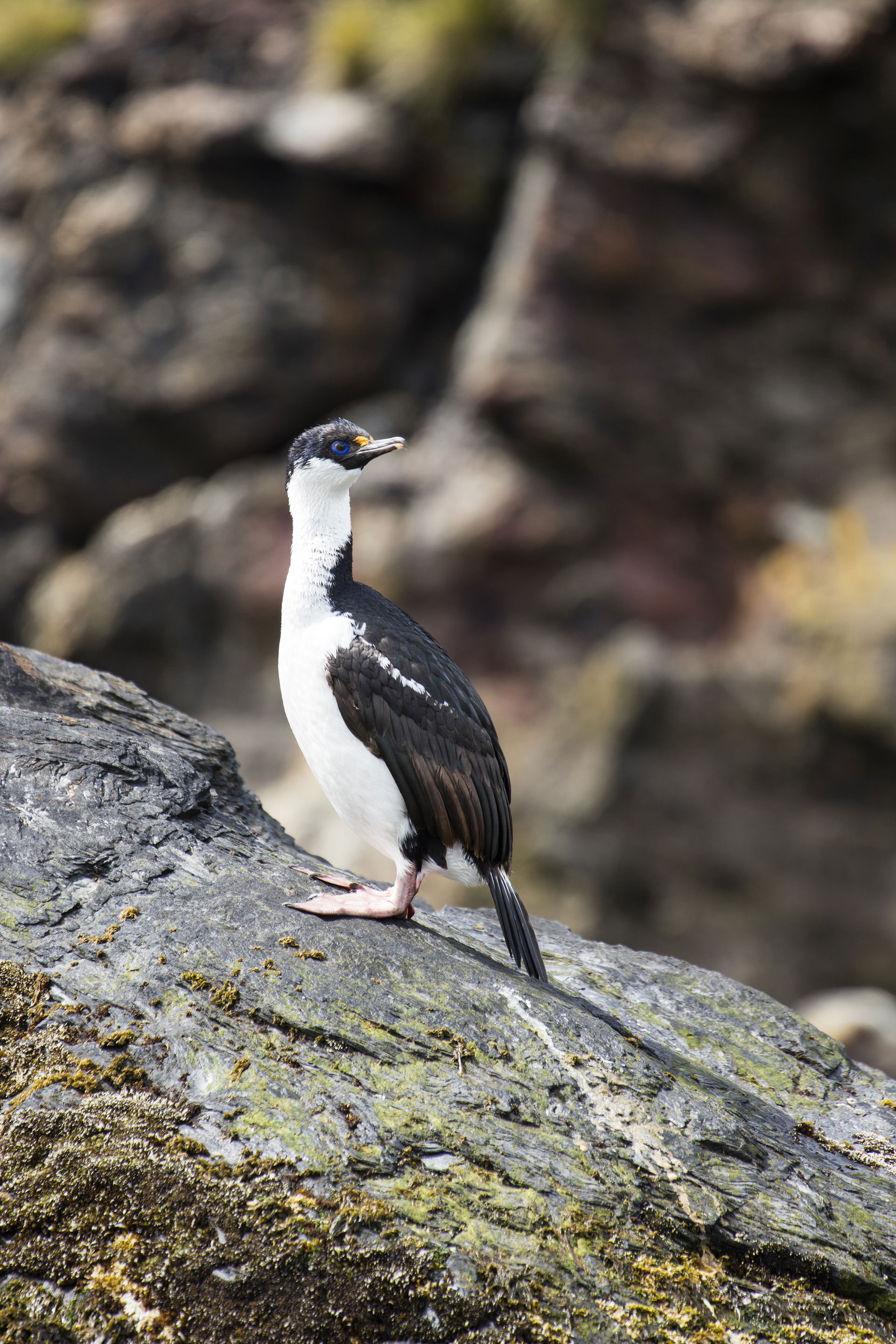 South Georgia Shag Leucocarbo georgianus, Cooper Bay, South Geo…