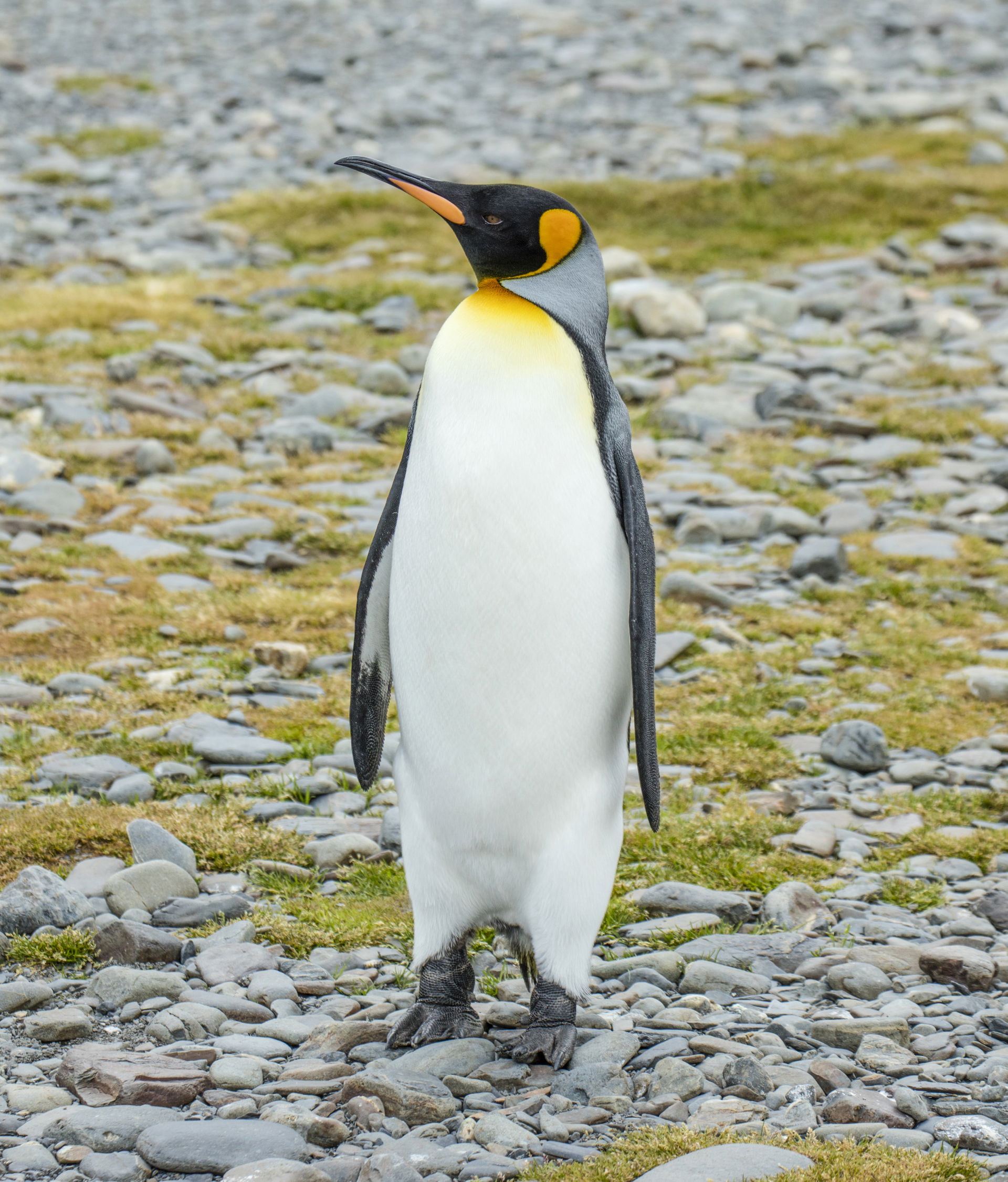 King penguin, Fortuna Bay, South Georgia