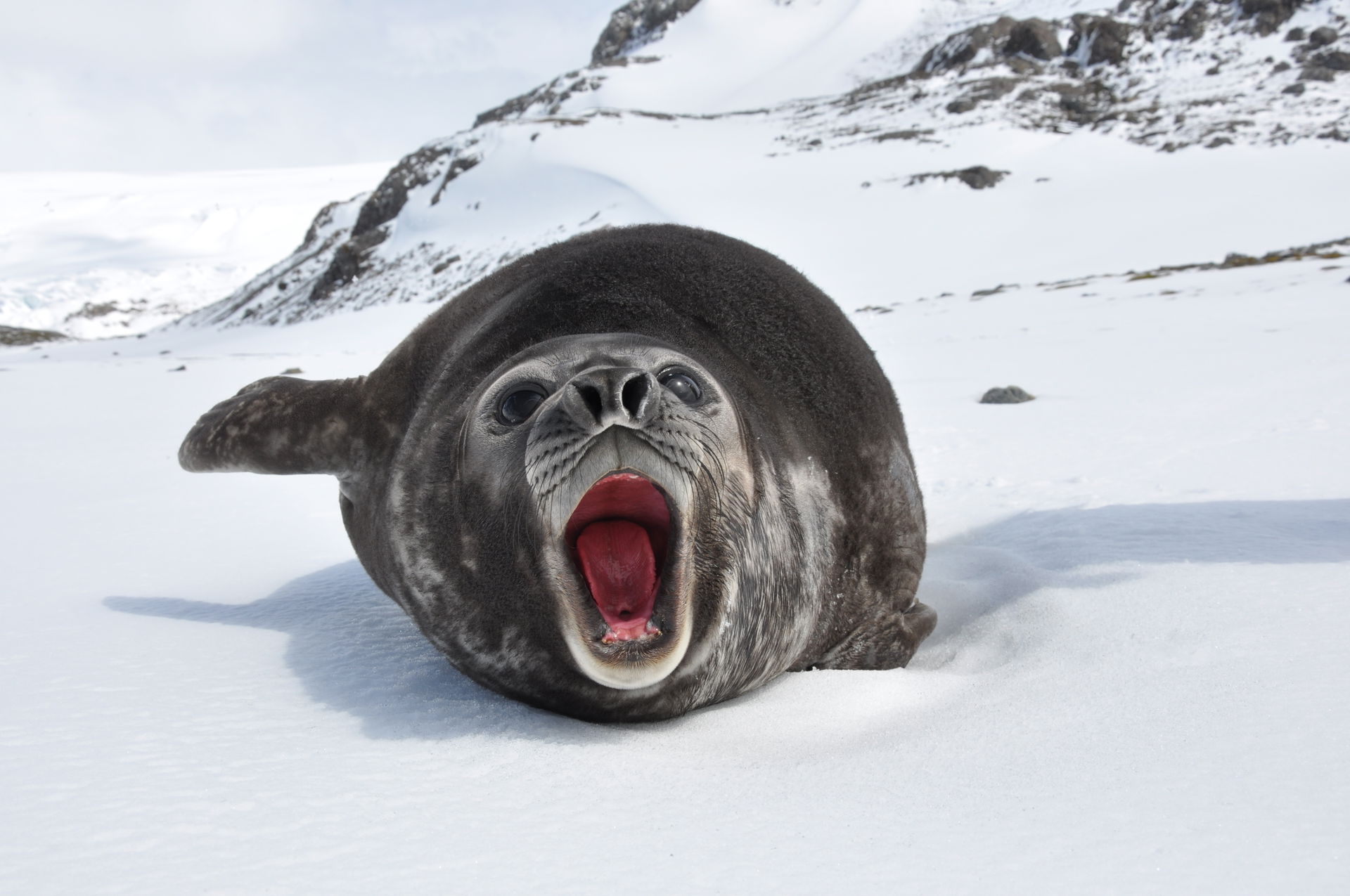 Southern Elephant Seal (Mirounga leonina) (young) in South Geor…