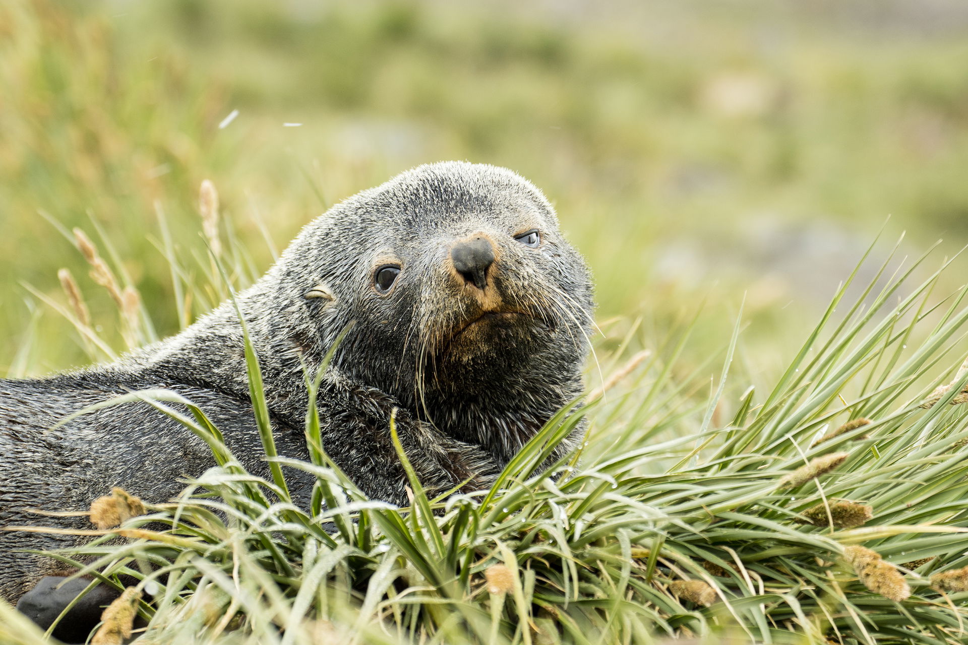 Antarctic fur seal (Arctocephalus gazella), Salisbury Plain, So…