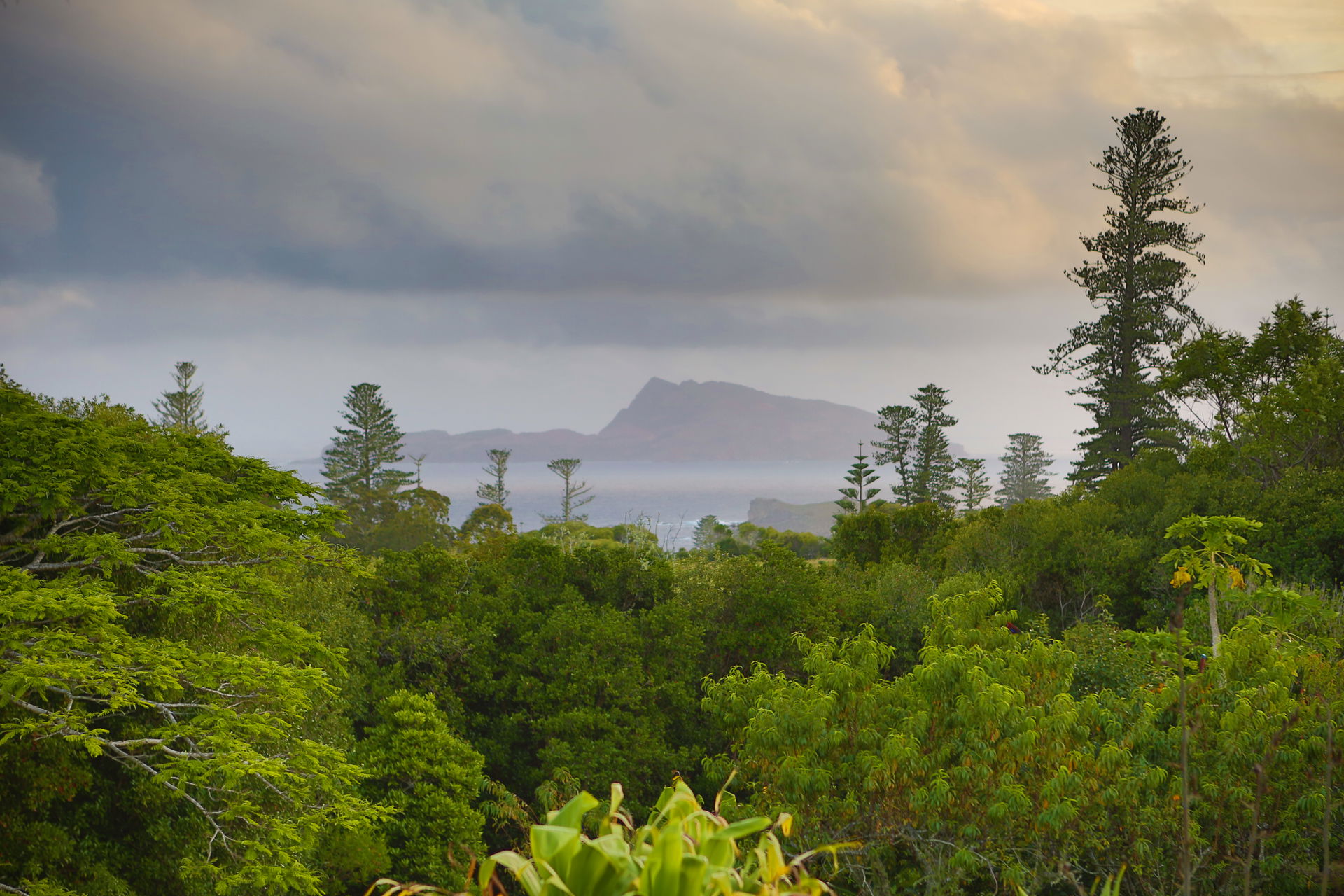 Cloudy dusk on Norfolk Island, with Araucarias
