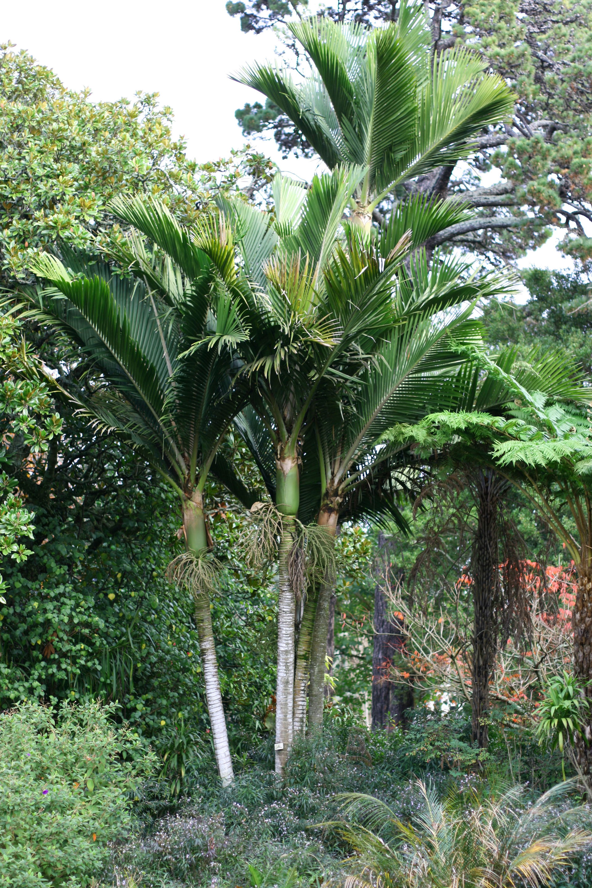 Rhopalostylis baueri, Kermadec Nikau, University of Auckland, N…
