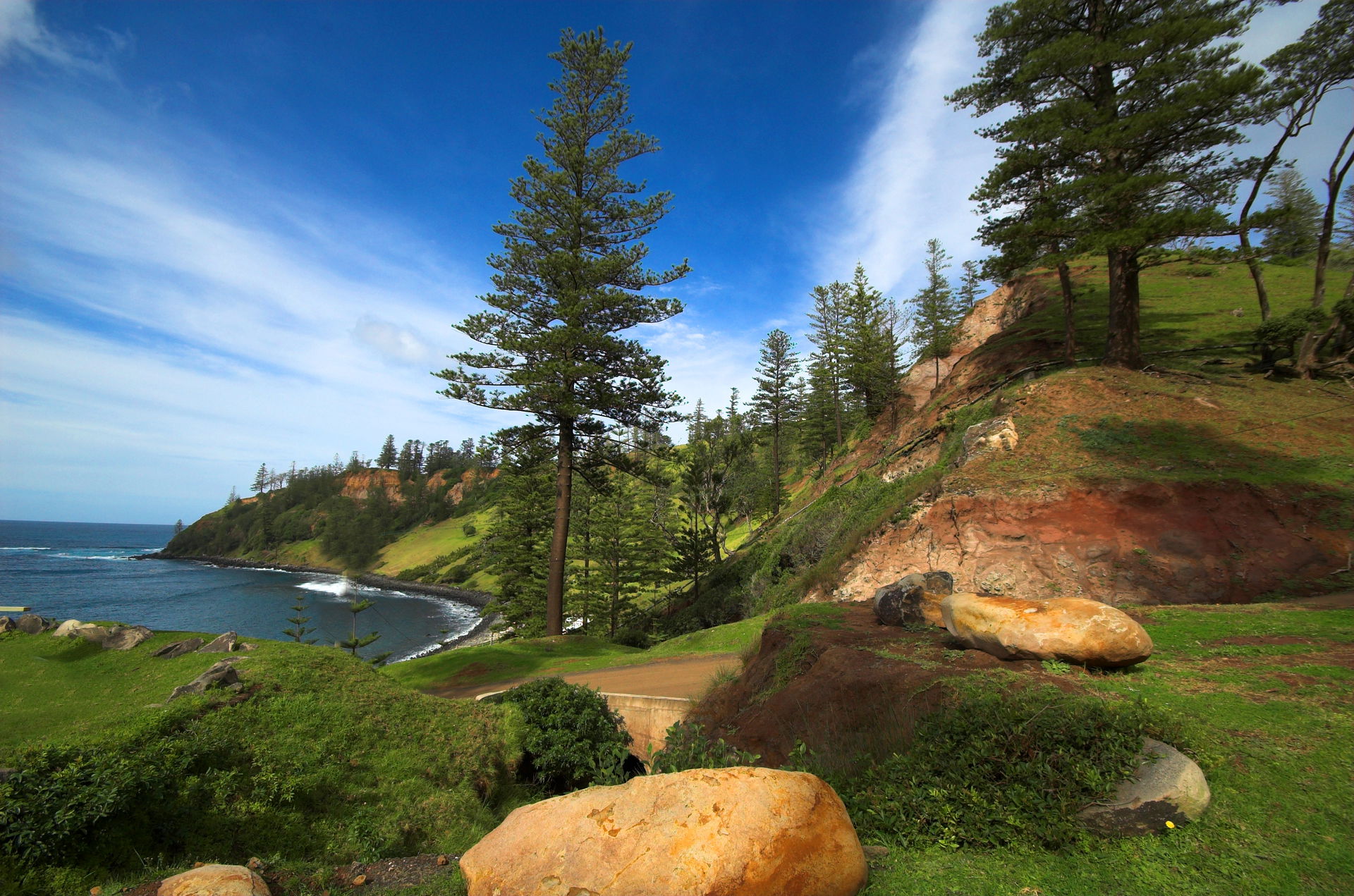 Araucaria heterophylla (Norfolk Island pines) in habitat on Nor…
