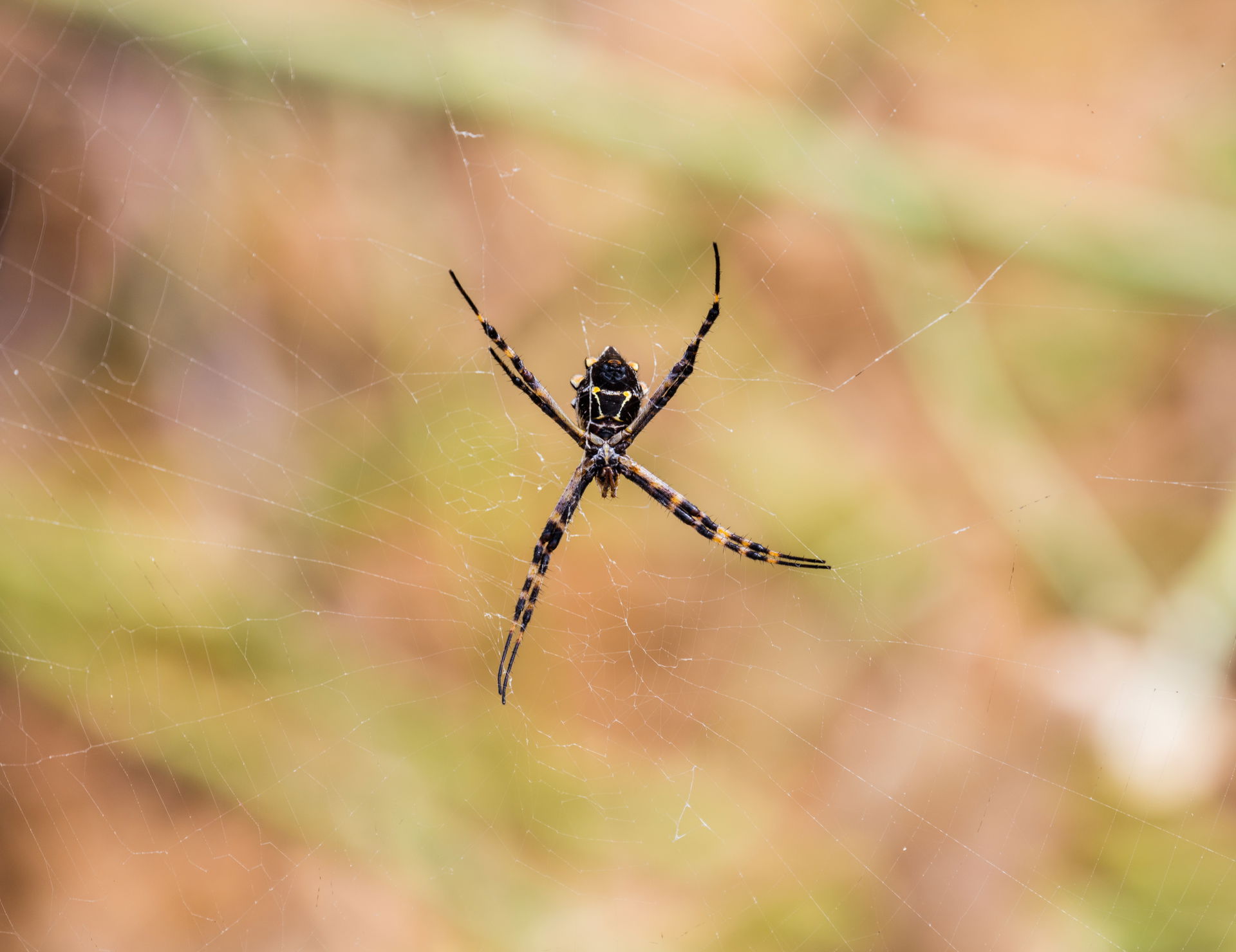 Yellow Garden Spider (Argiope aurantia), Punta Pitt, San Cristo…