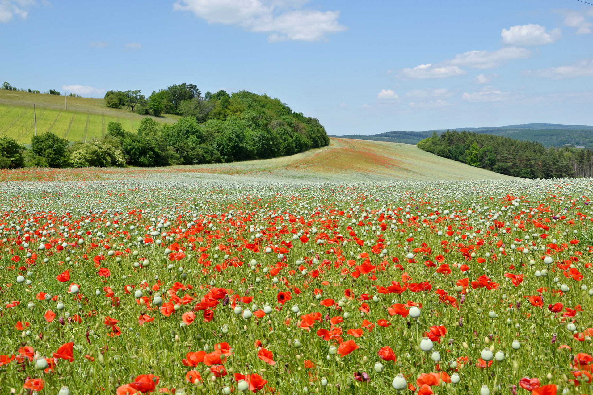 Czech Republic - landscape near Koryčany