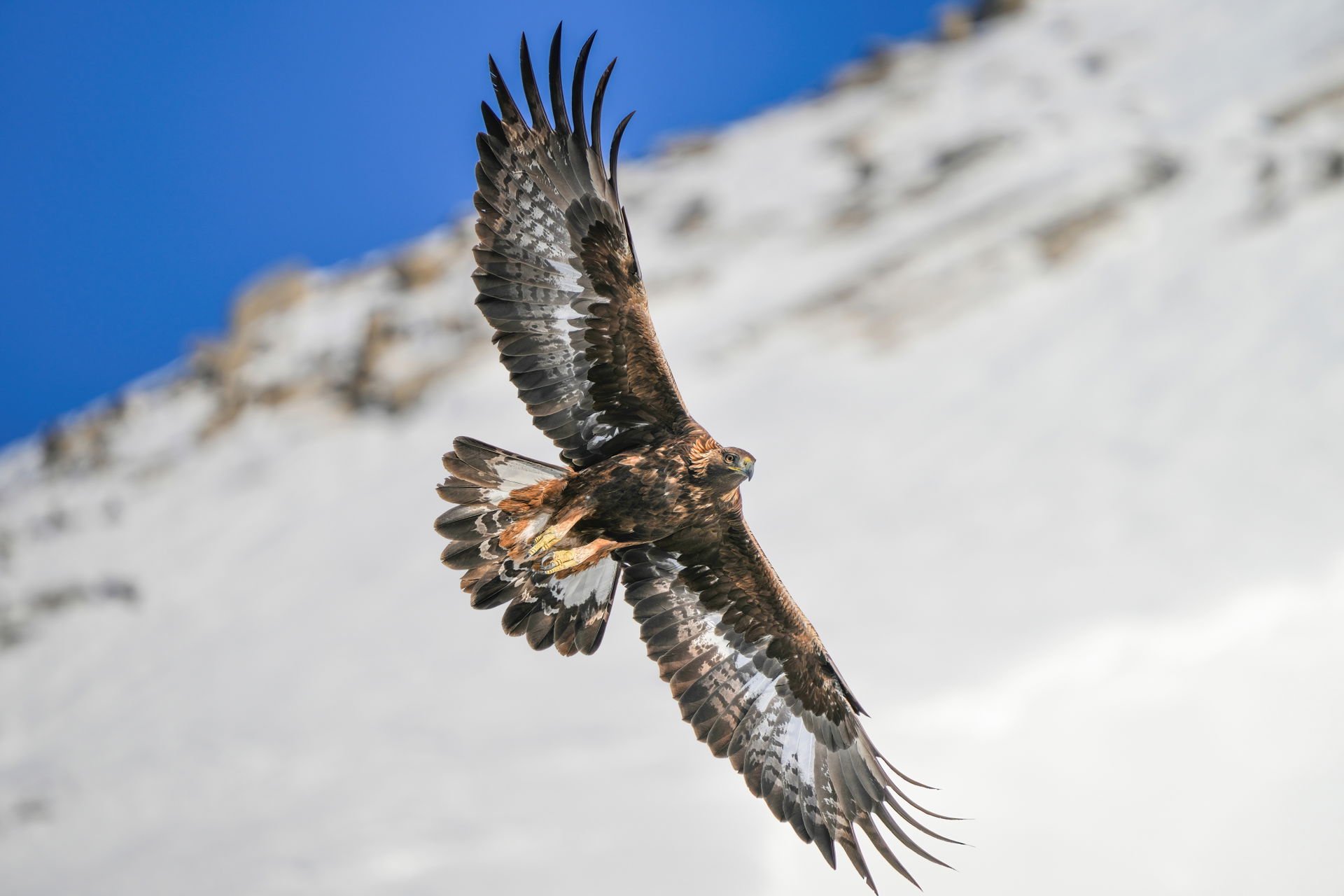 Wild Golden eagle (Aquila chrysaetos) in flight at Pfyn-Finges …