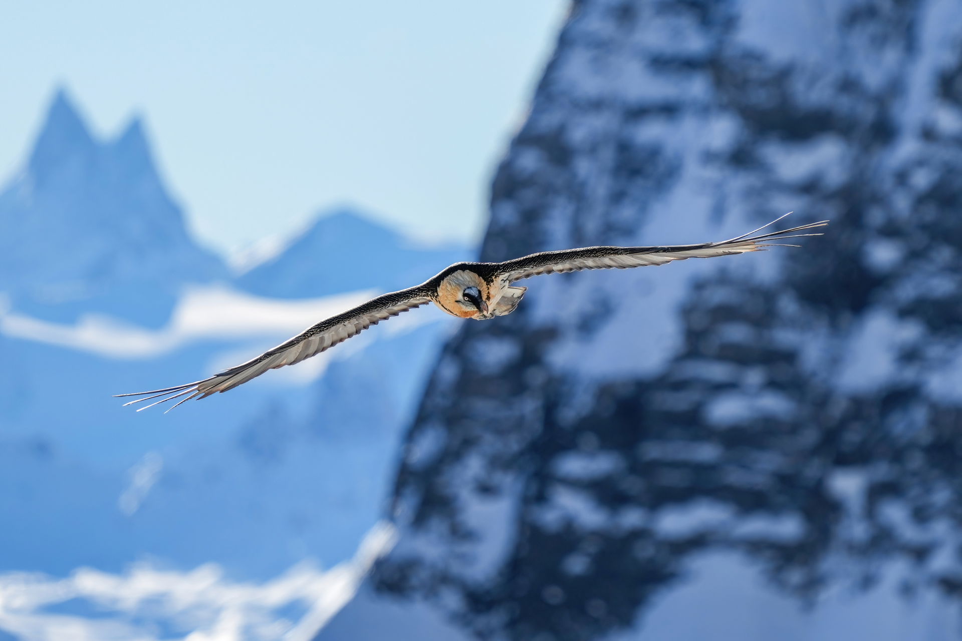 Wild bearded vulture (Gypaetus barbatus) in flight searching fo…