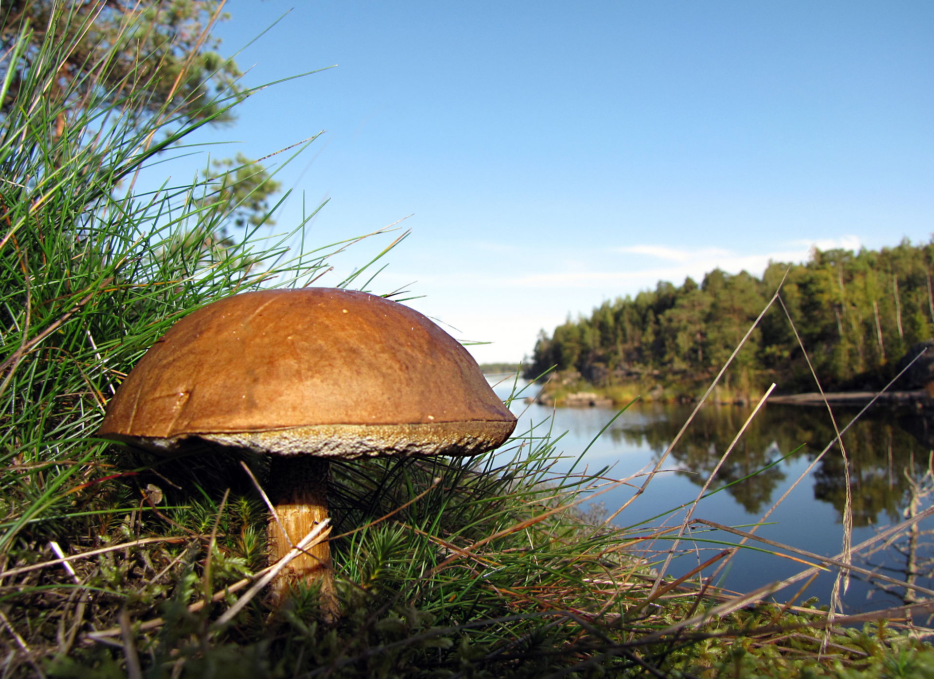 Bolete (probably Imleria badia) growing in a Finnish forest at …