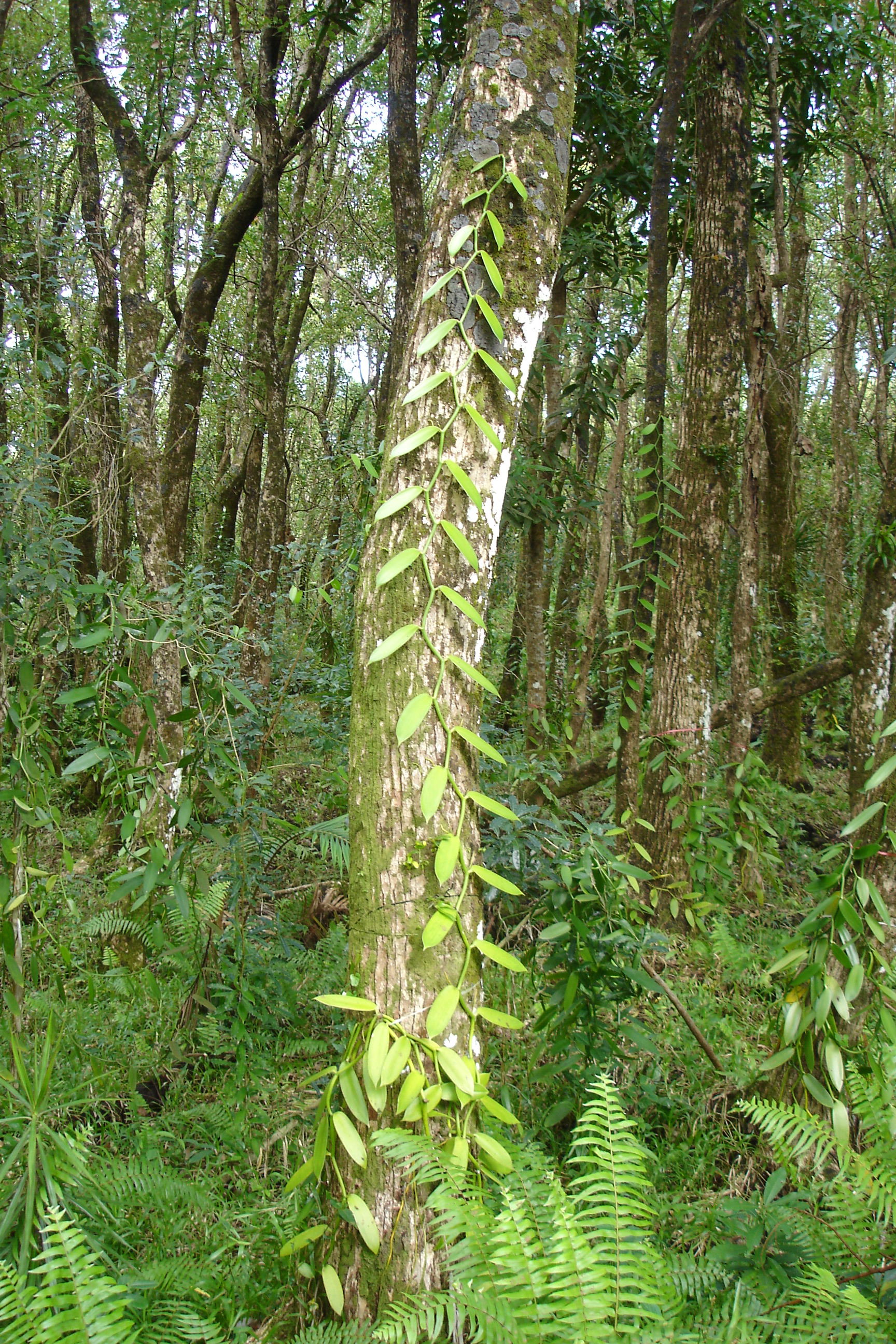 A vanilla planifolia vine growing up a tree in a vanilla planta…