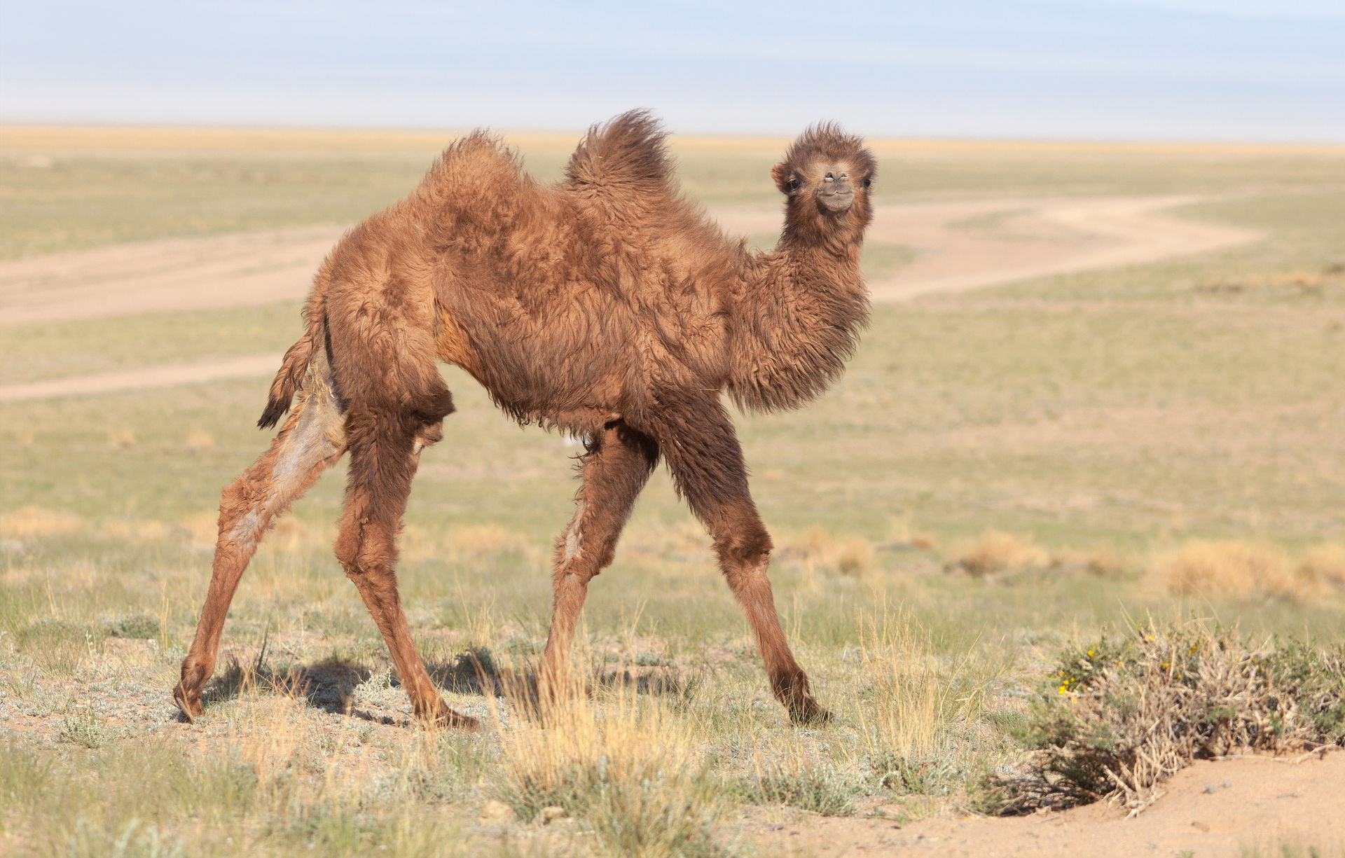 Camelus bactrianus in Western Mongolia. Khovd Aymak