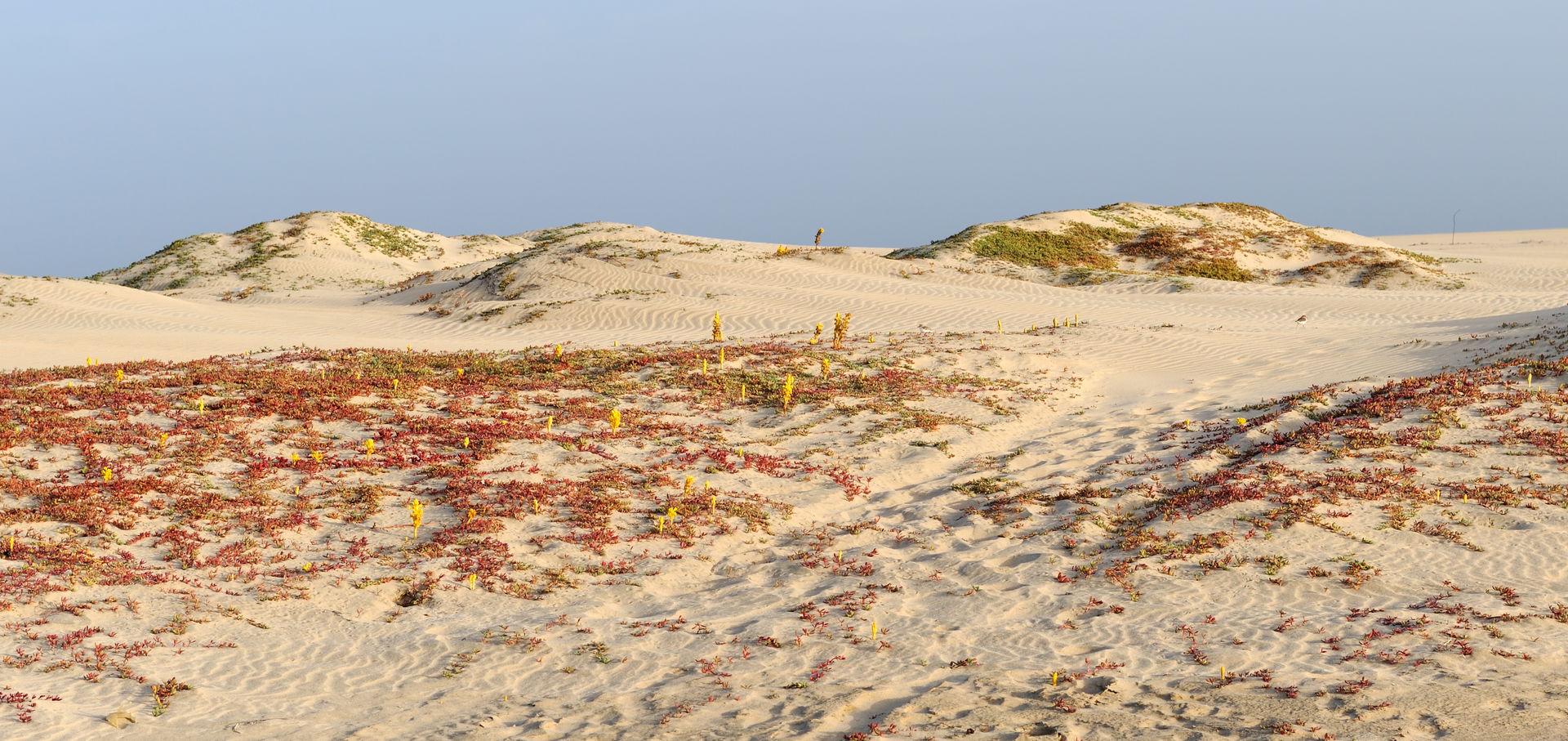 Cape Verde, isle of Sal: sand dunes with flowering Cistanche ph…