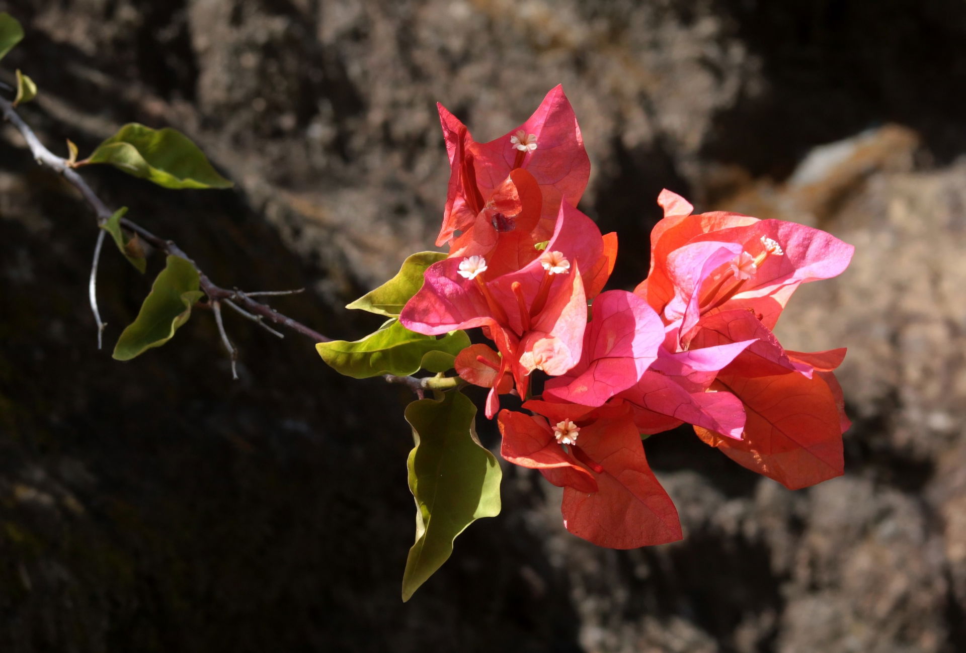 Bougainvillia blossoms on Island of Grenada