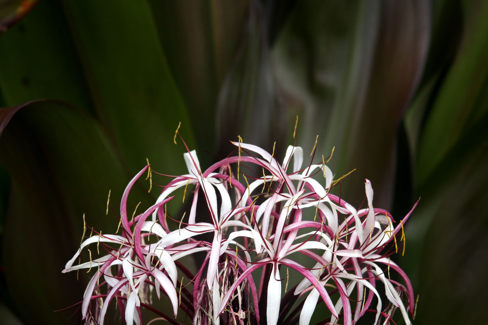 Giant spider lily on Grenada