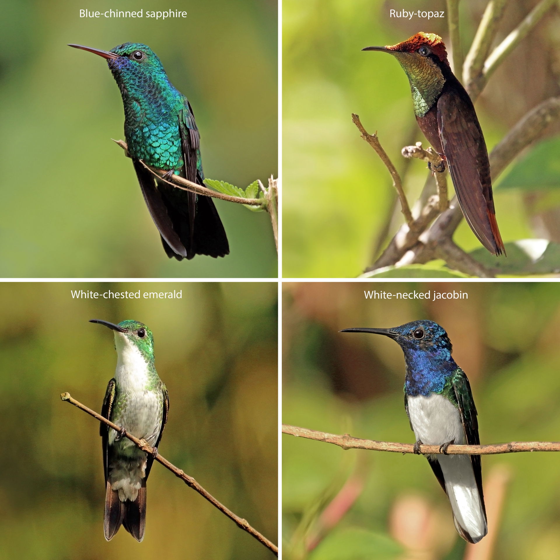 Trinidad and Tobago hummingbirds. Composite of birds from Trini…