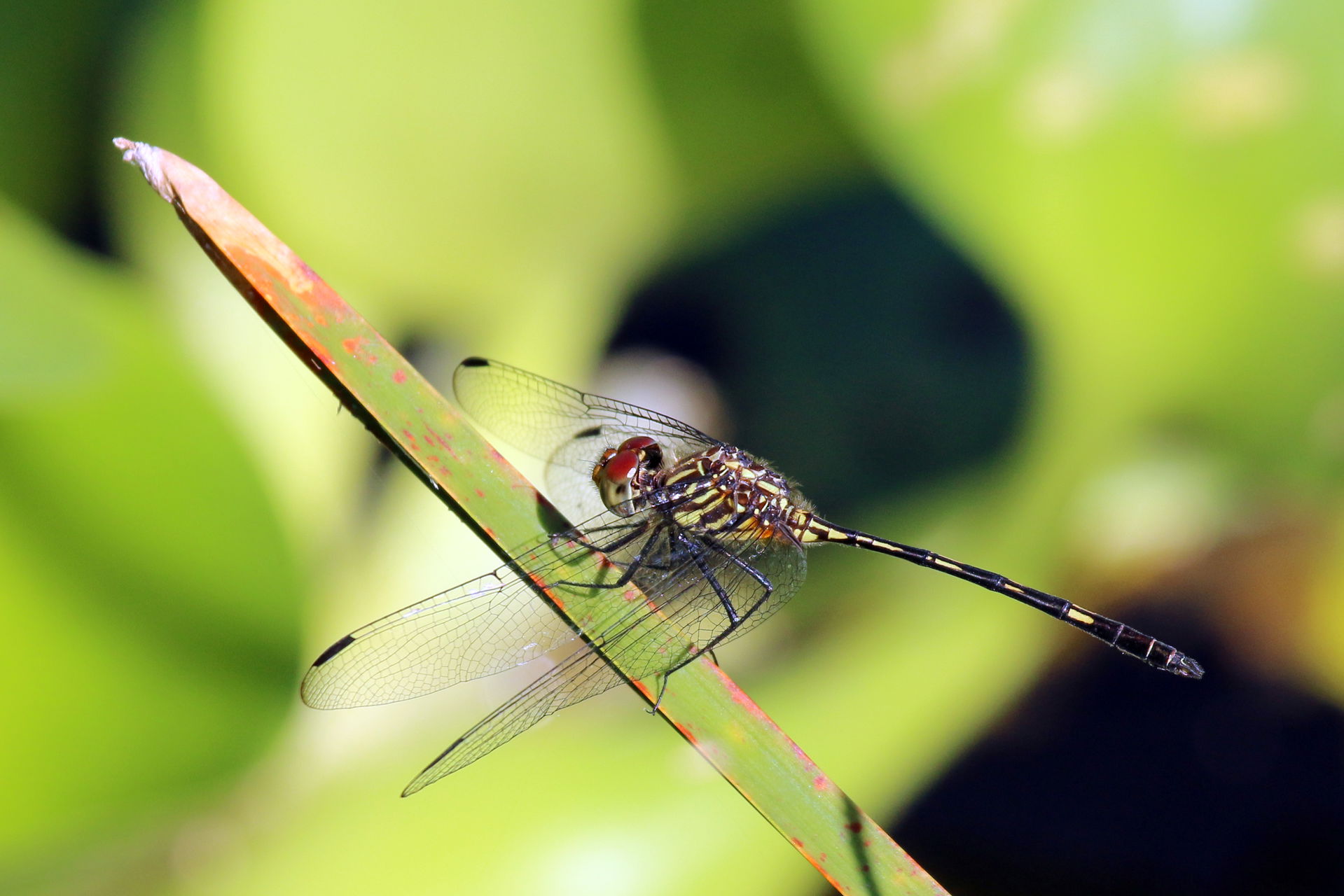 Brown setwing (Dythemis sterilis), Tobago