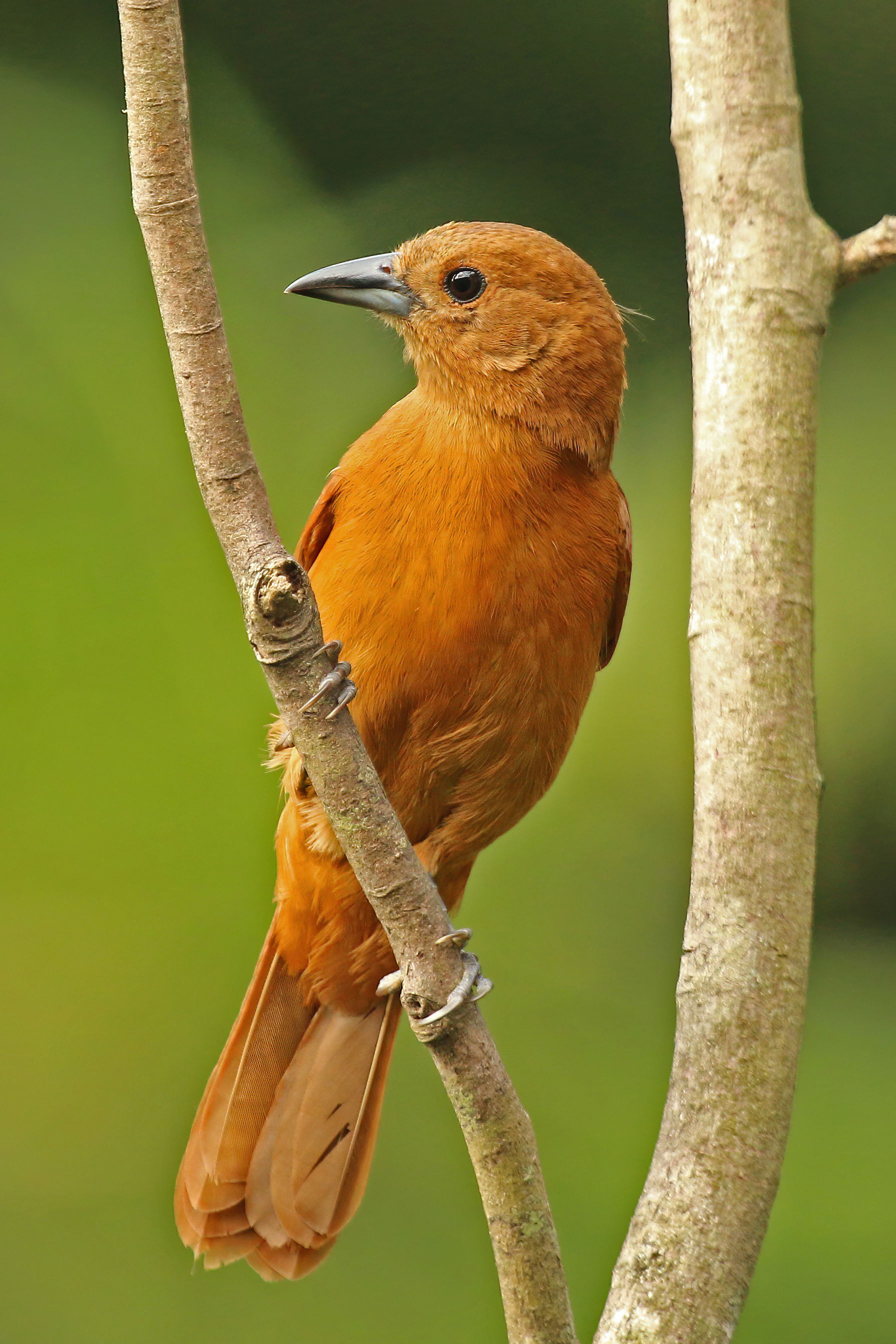 White-lined tanager (Tachyphonus rufus) female, Trinidad