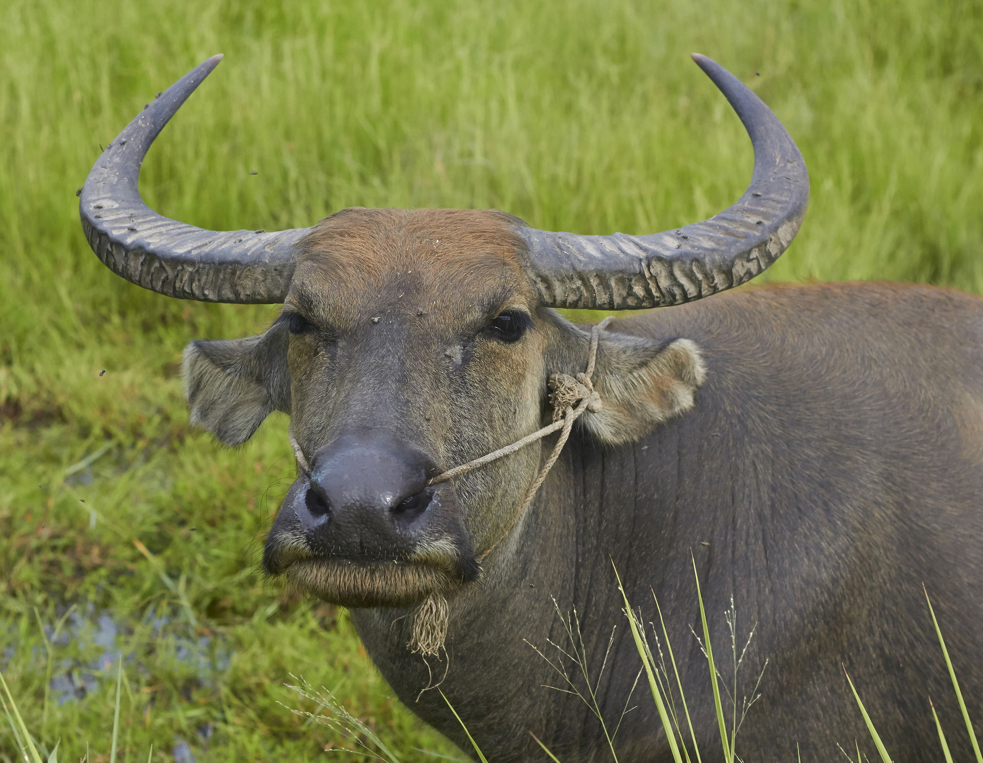 Water buffalo of Cambodia