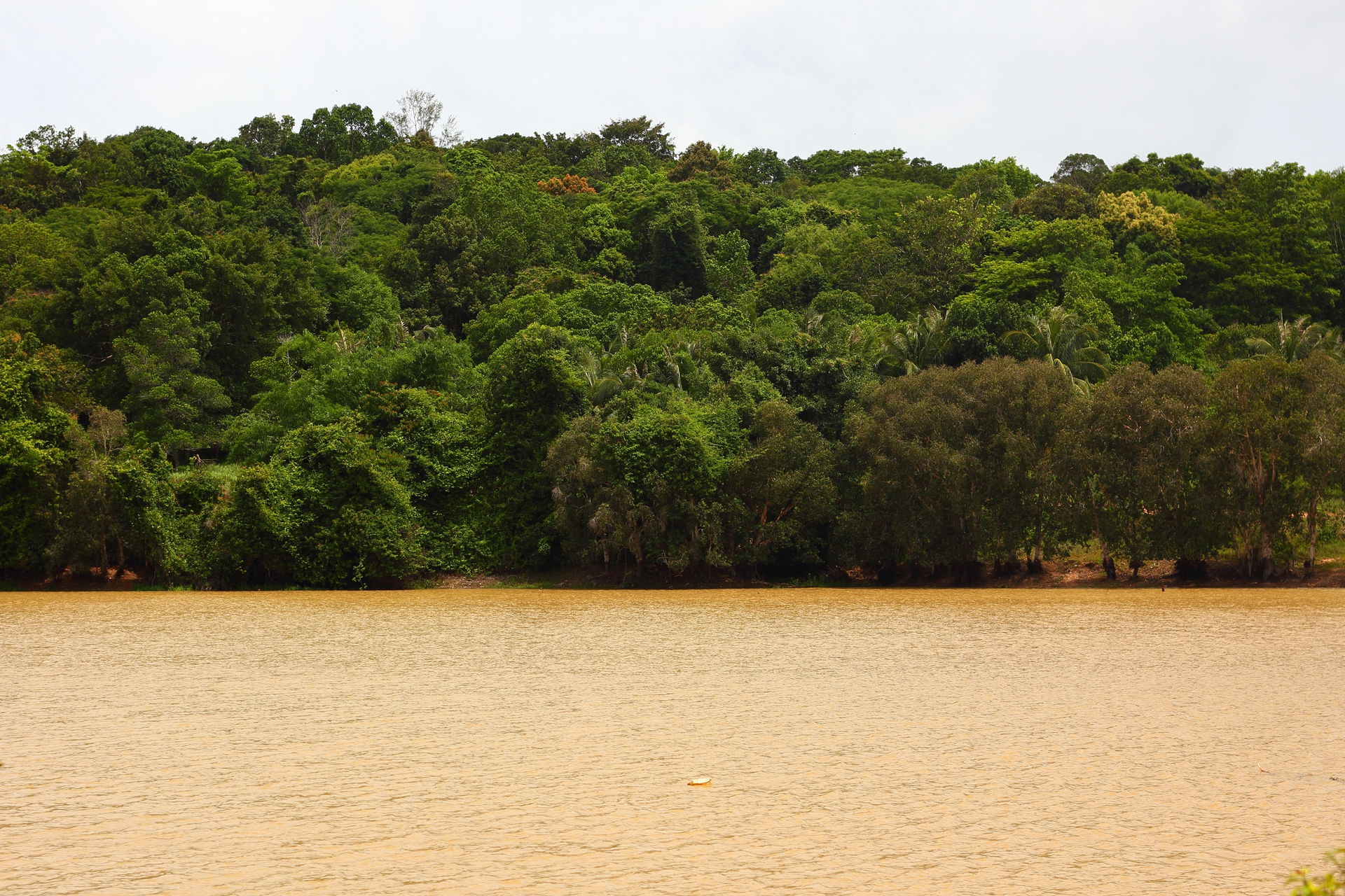 Cambodia. Sihanoukville Province, jungle
