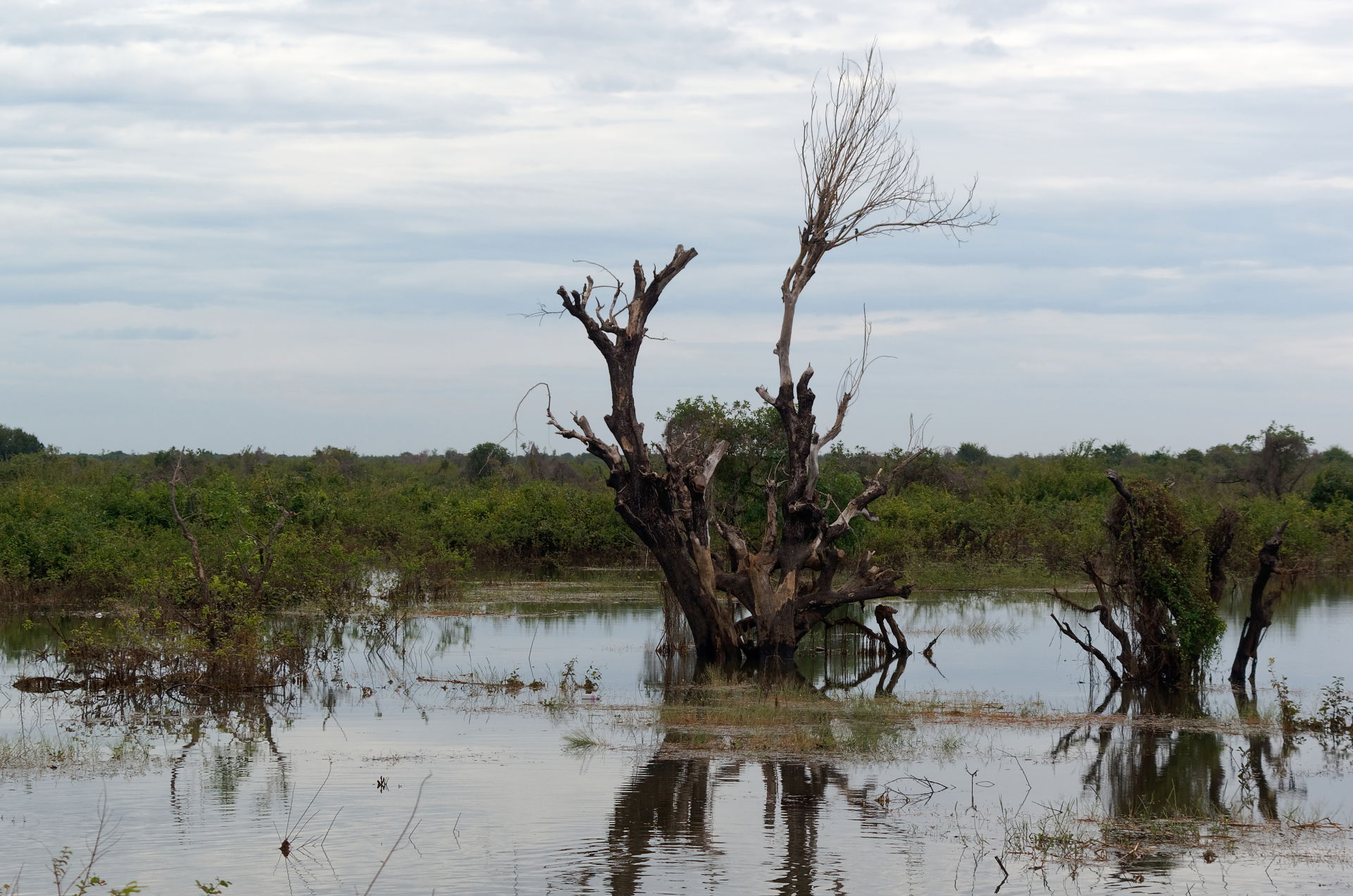 Trees flooded during the high water season of Tonle Sap Lake in…
