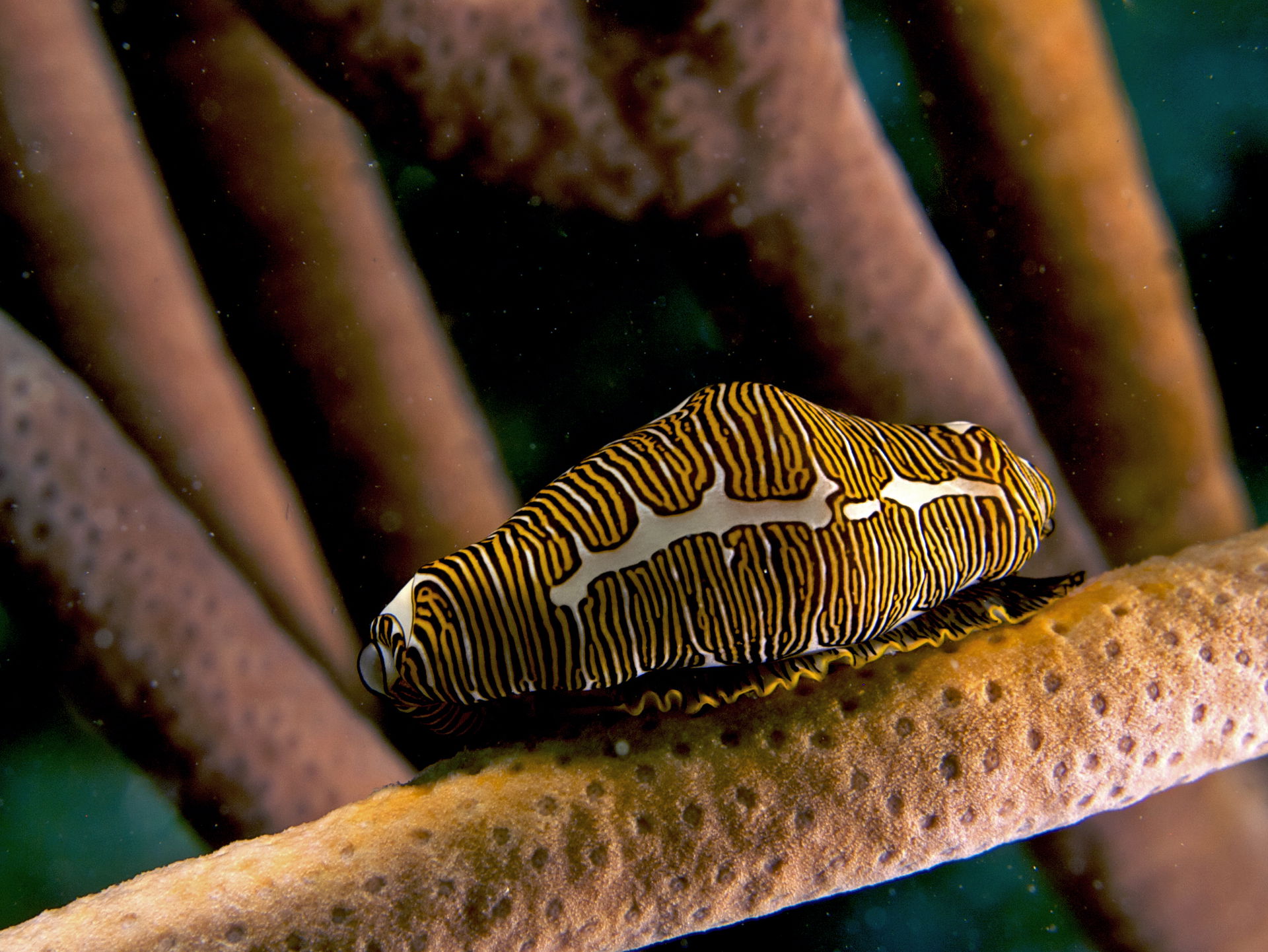 Cyphoma signatum (Fingerprint Cowry – Haiti)