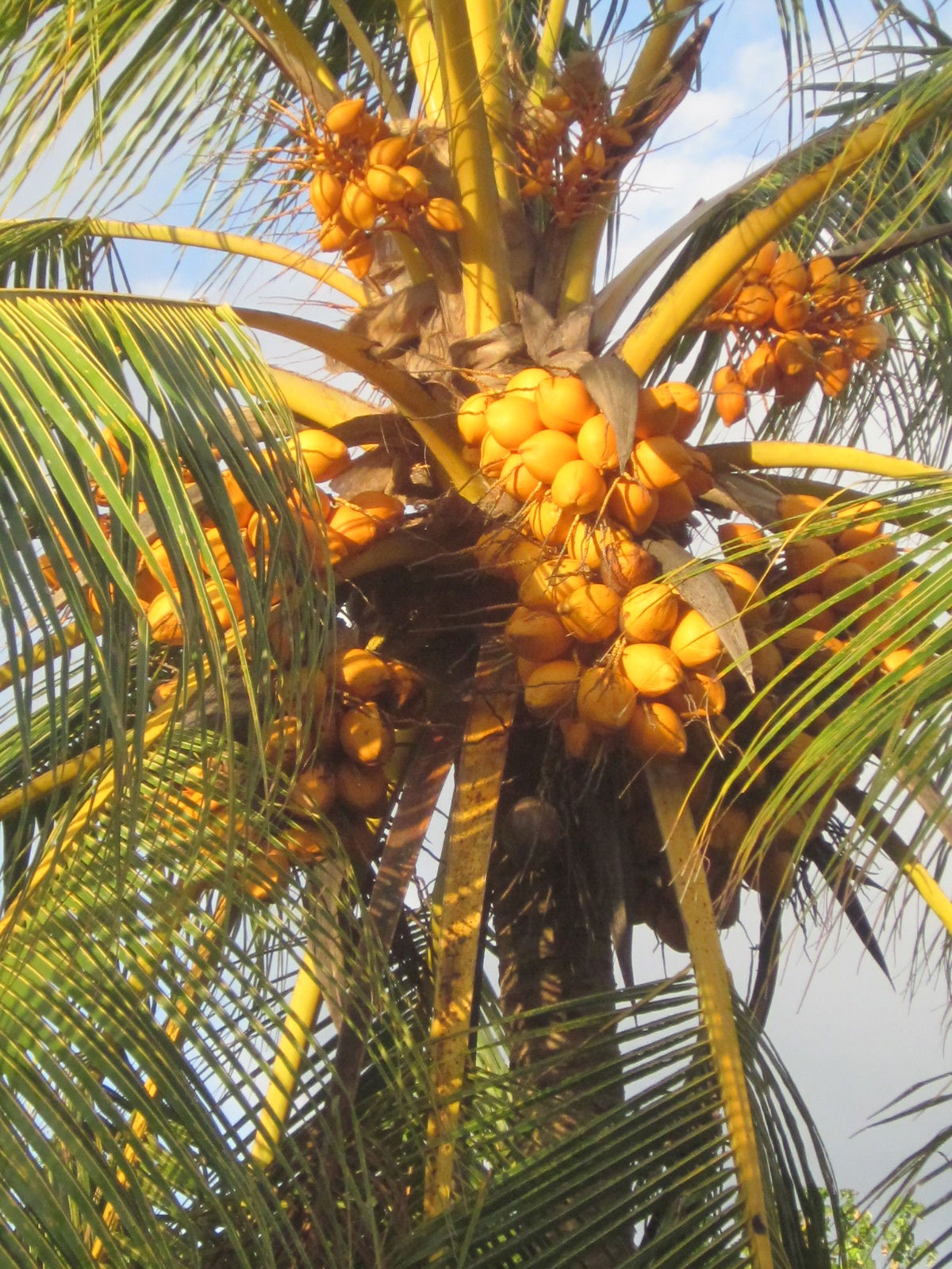 Cocotier à Wallis (Wallis-et-Futuna)