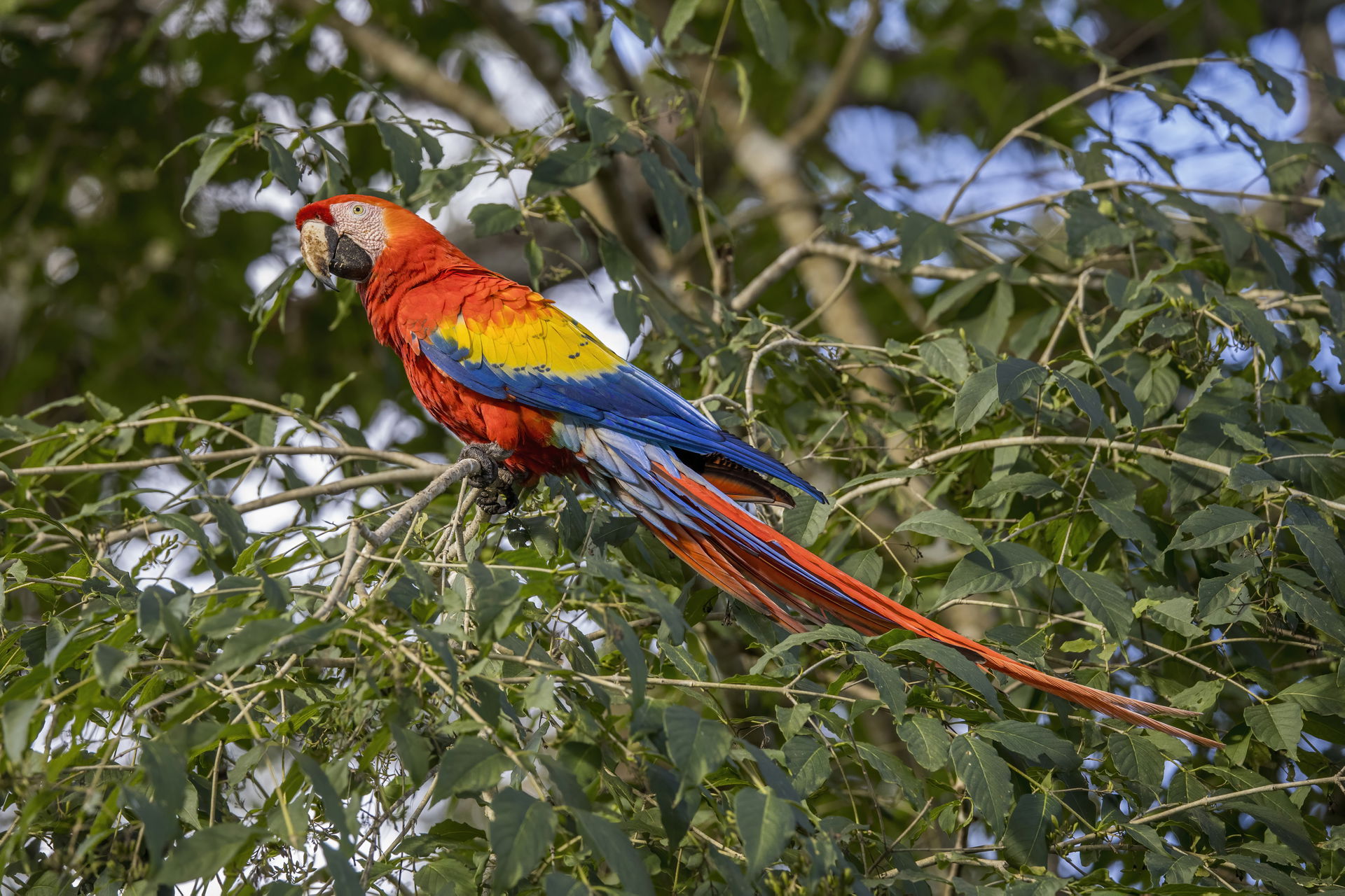 Scarlet macaw (Ara macao) Copan, Honduras