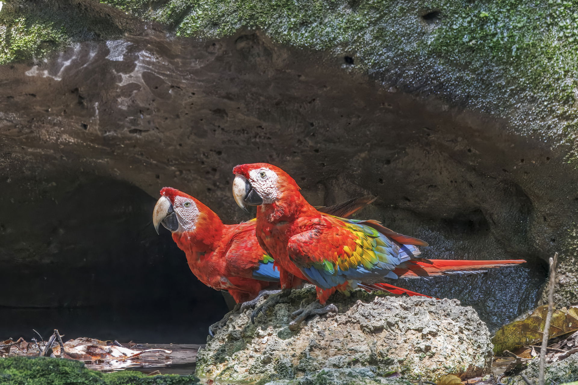 Scarlet macaw (Ara macao macao) pair, Saladero de Añangu (Peric…