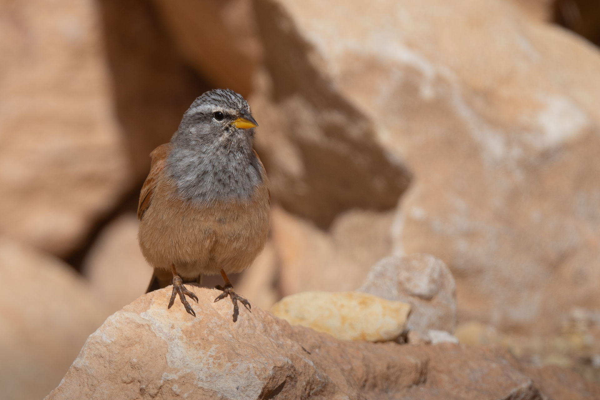 House bunting (Emberiza sahari) south of Tunisia