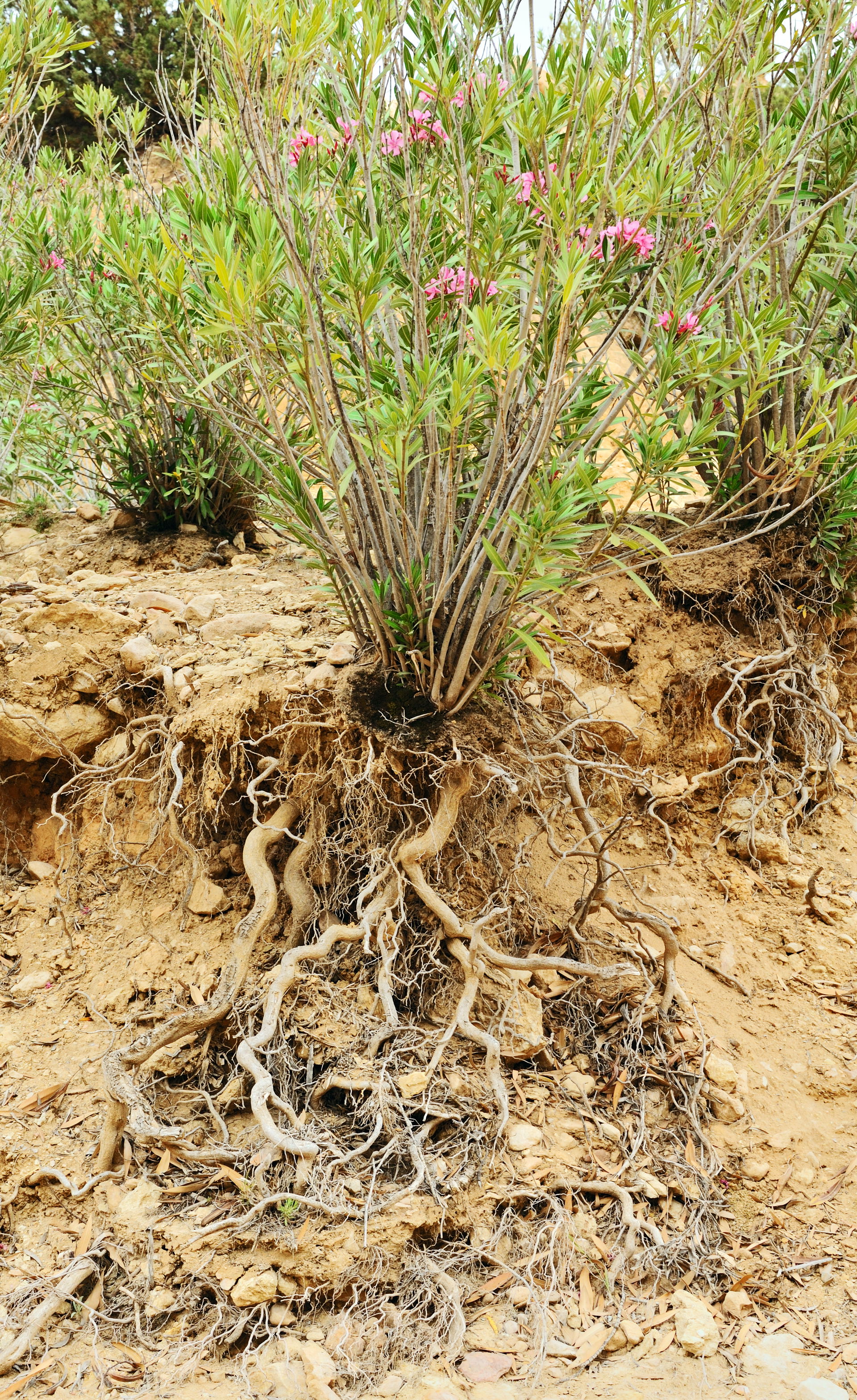 A native oleander shrub (Nerium oleander), with exposed root sy…