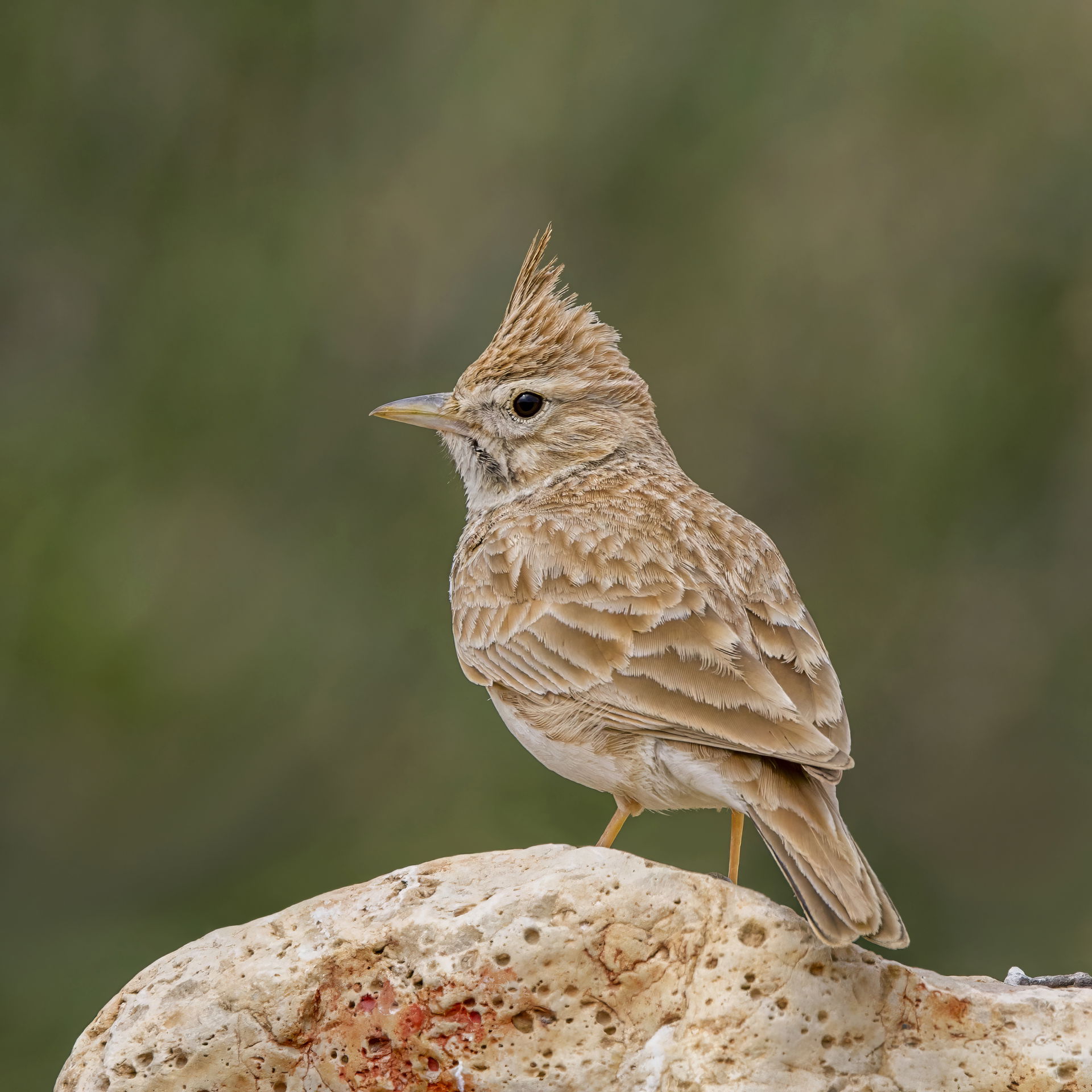 North African Thekla's lark (Galerida theklae carolinae) near D…