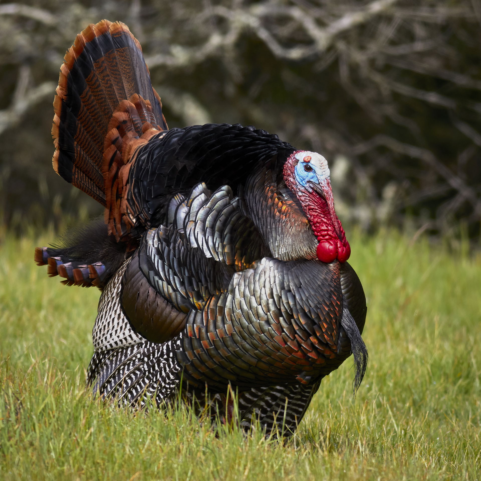 Adult male wild turkey (Meleagris gallopavo intermedia) strutti…