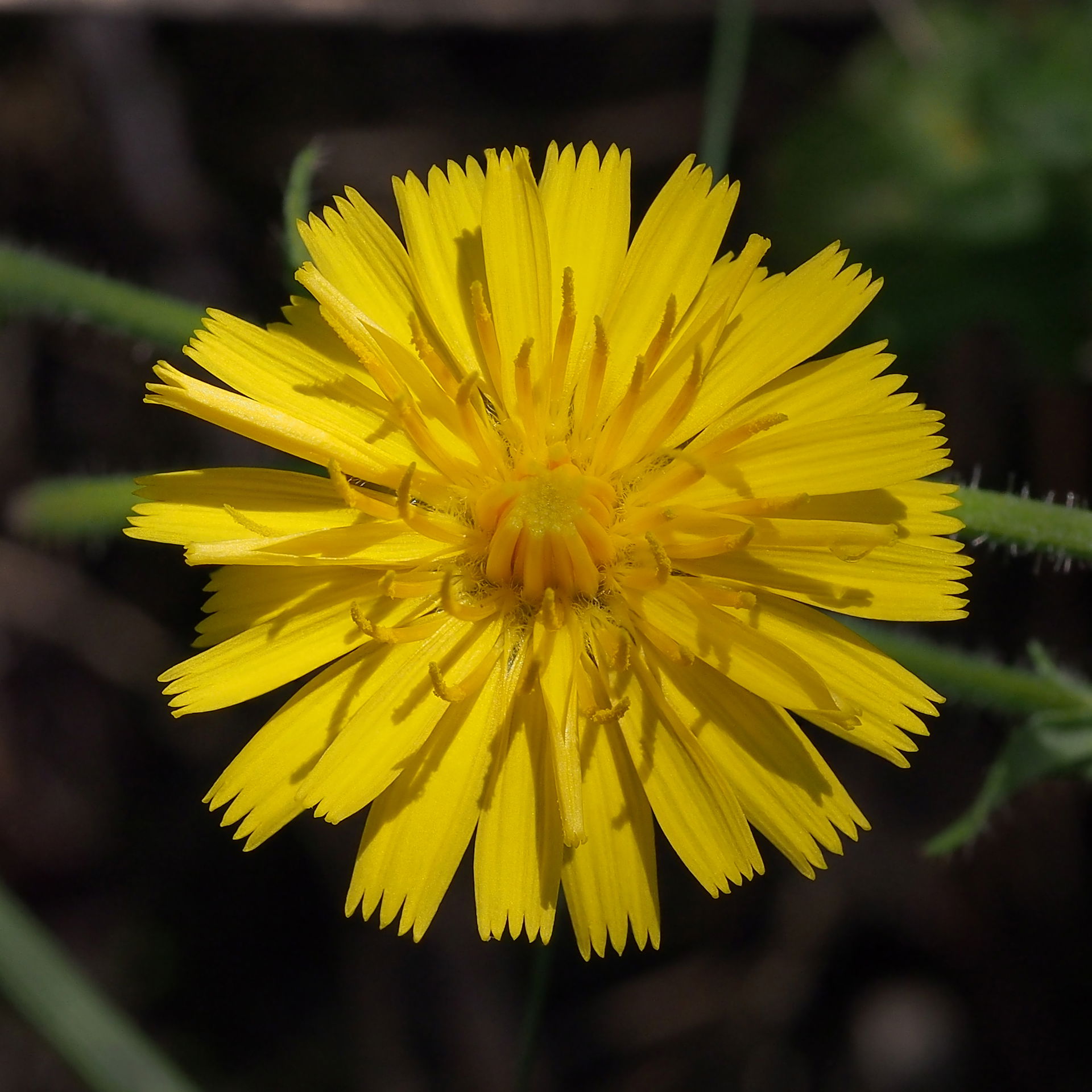 Golovec, Slovenia. Flower in around 25-30 mm in diameter.