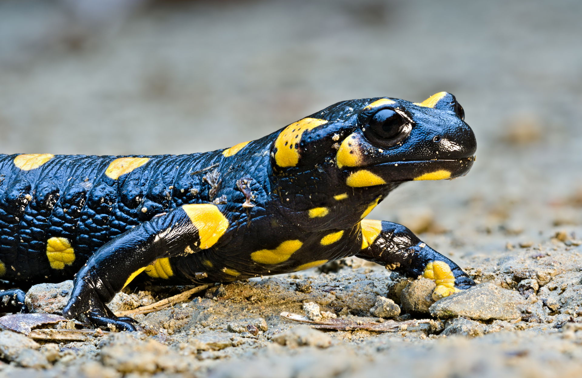 Fire salamander (Salamandra Salamandra), Orle hill, Slovenia. H…