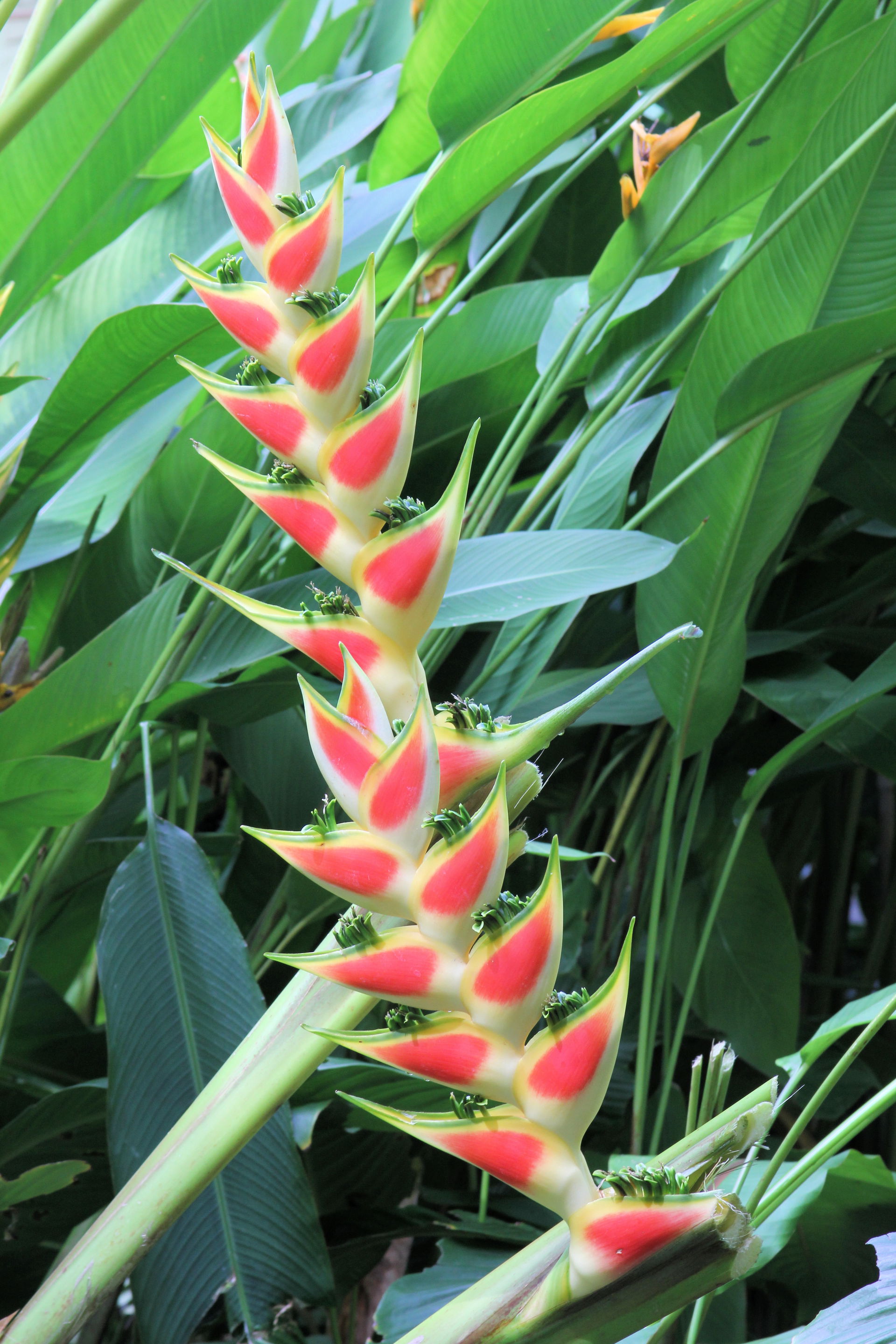St Lucia Heliconia wagneriana
