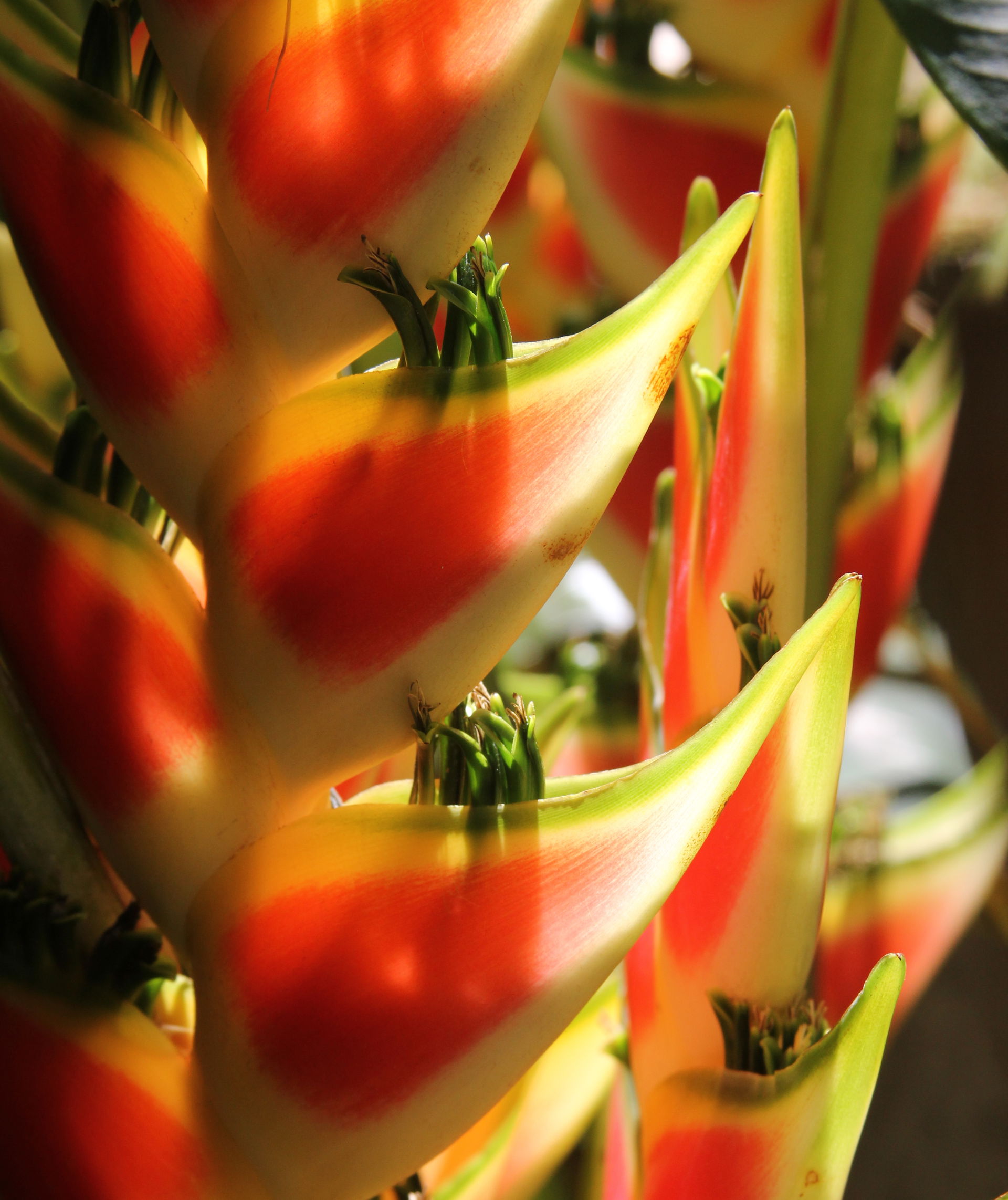 St Lucia Heliconia wagneriana