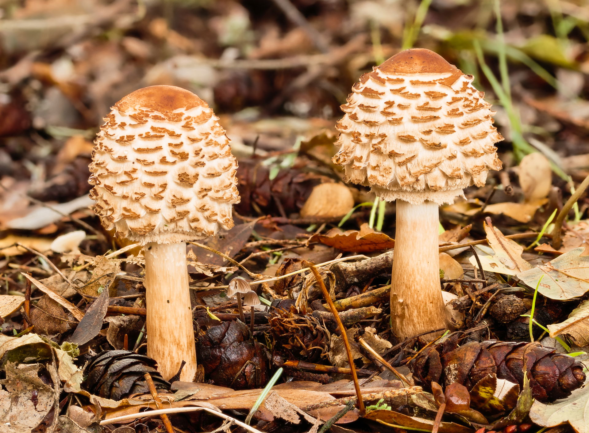 Two young Tuberous Parasol Fungi (Chlorophyllum rhacodes) in na…