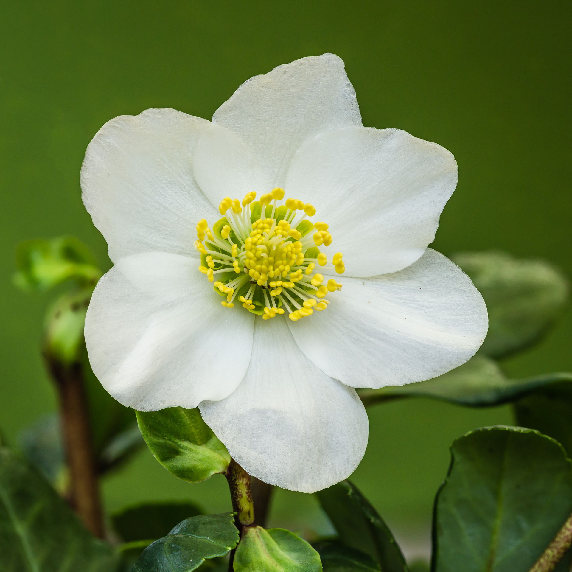 Flower of a Helleborus niger Christmas rose Focus stack of 50 p…