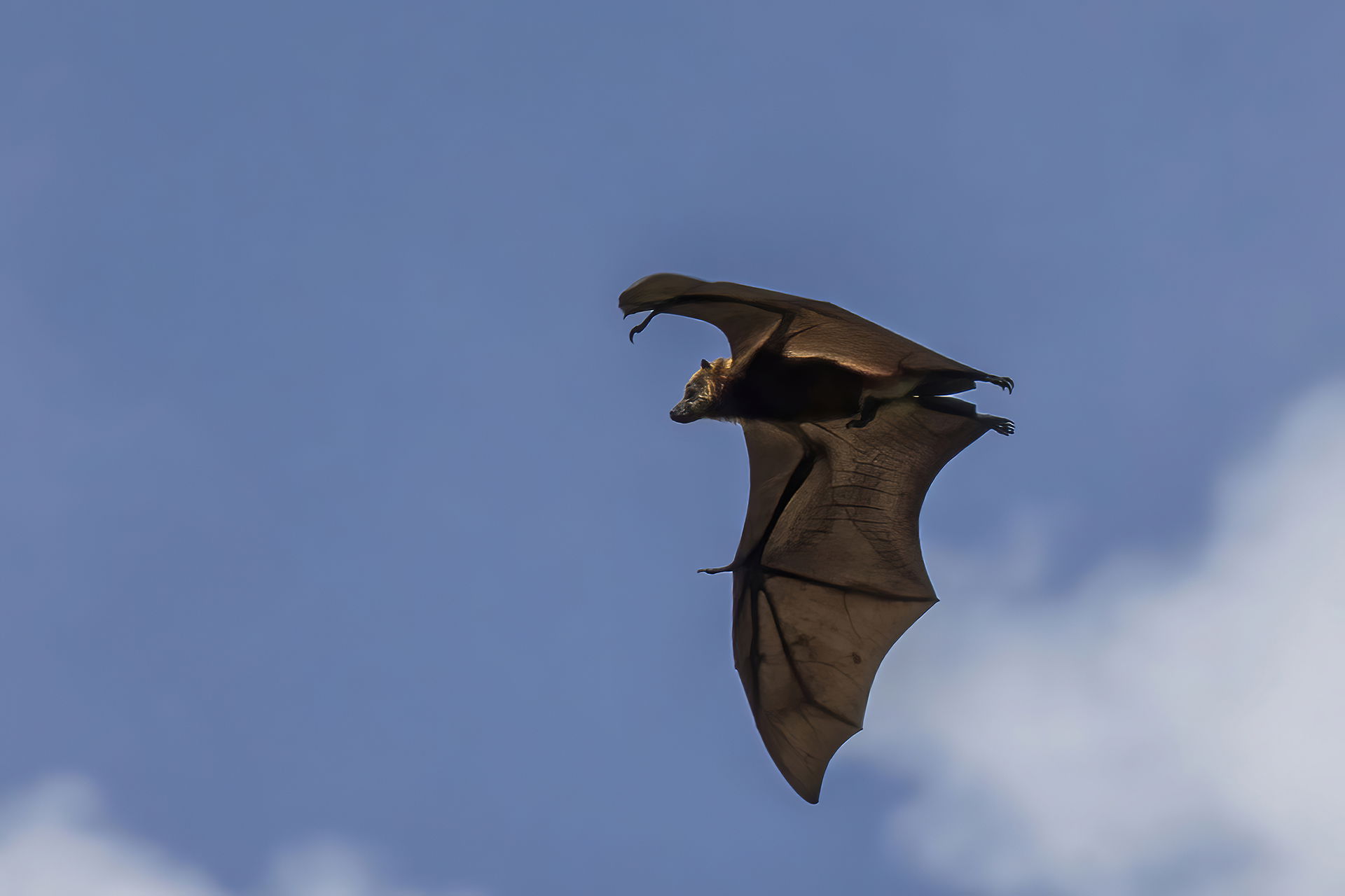 Mauritian flying fox (Pteropus niger) male, Ferney, Mauritius