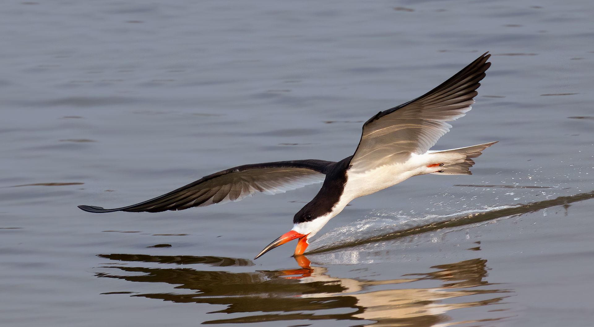 Black skimmer (Rynchops niger) in flight, skimming, Pantanal, B…
