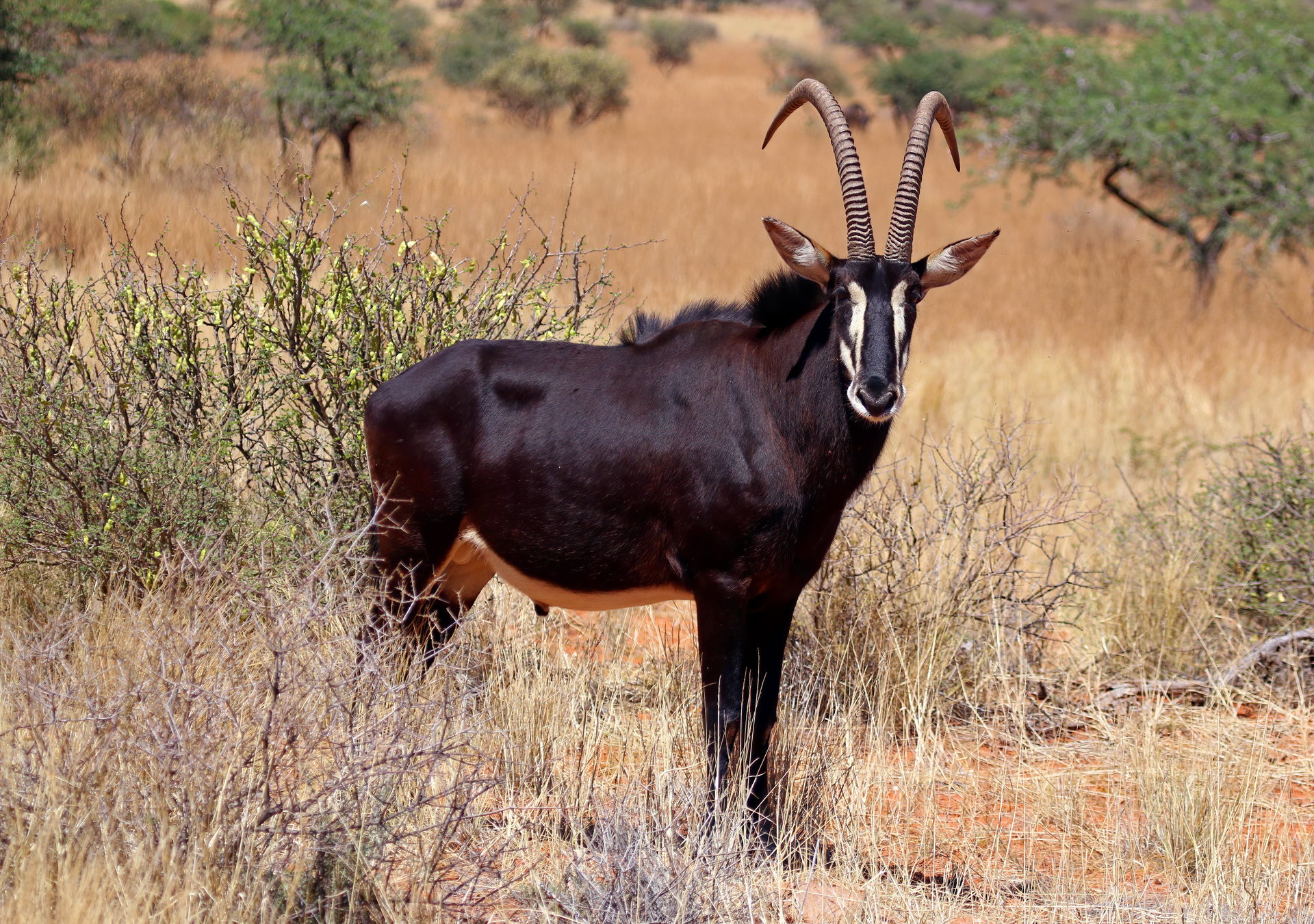 Sable antelope (Hippotragus niger) adult male, Tswalu Kalahari …