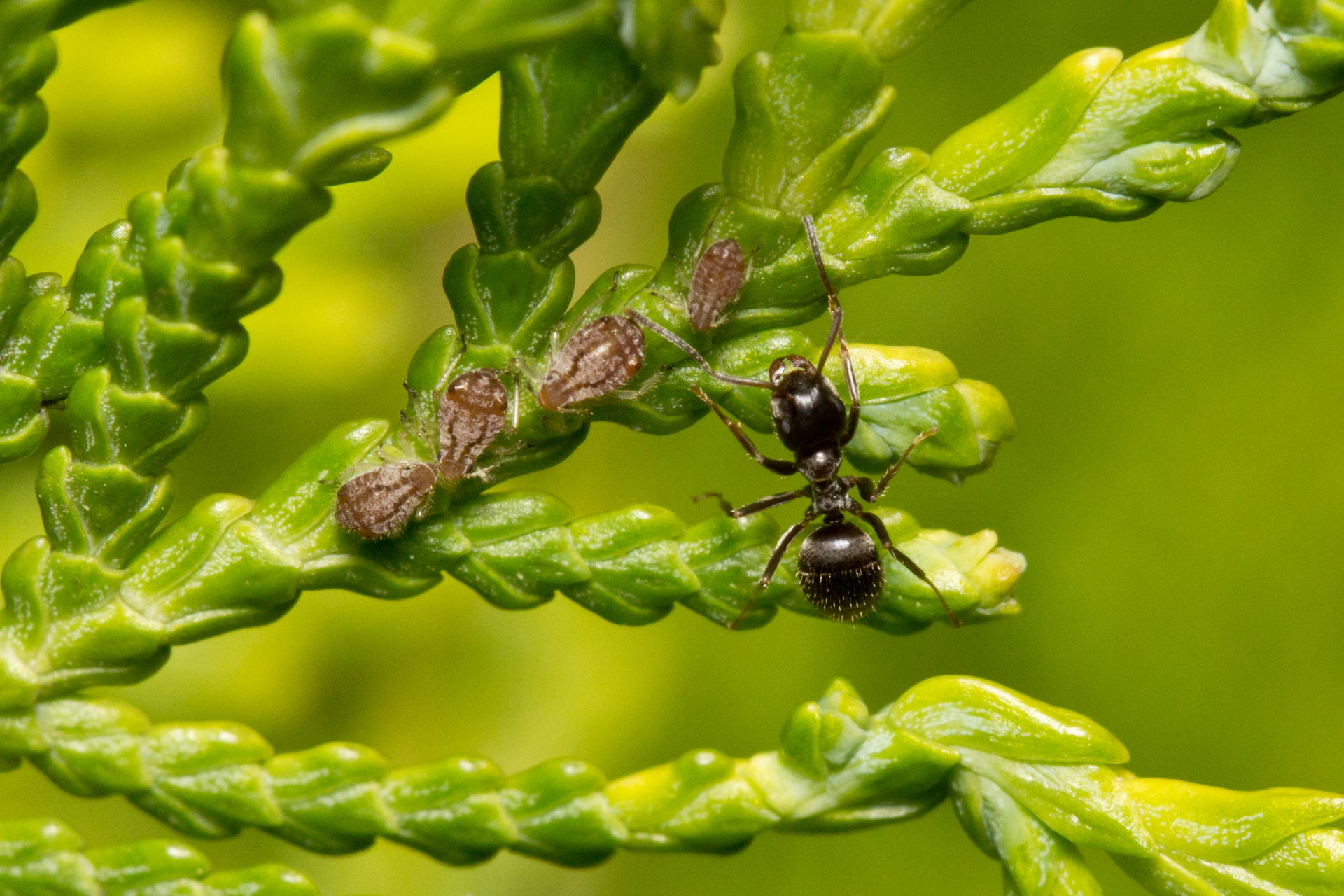 Ant (Lasius niger) and aphids (Cinara tujafilina) on a Thuja oc…
